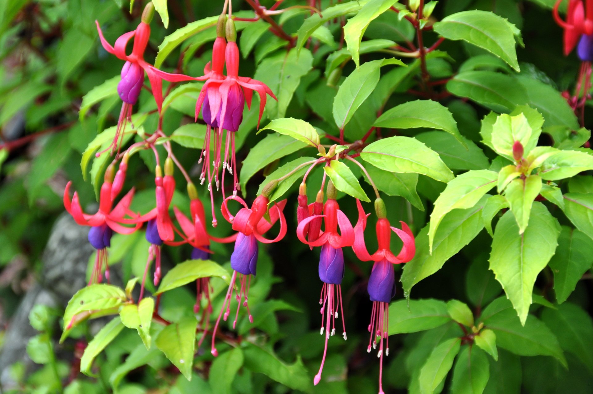  flower-fuchsia1