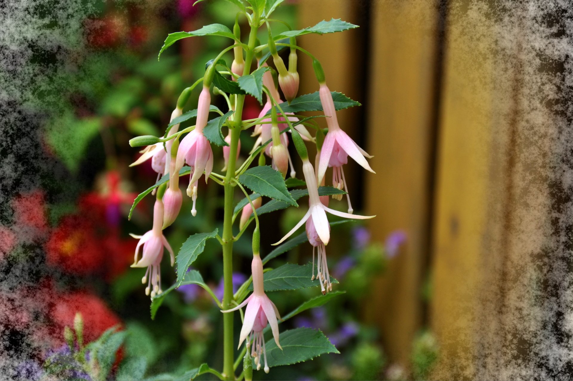  flower-fuchsia2