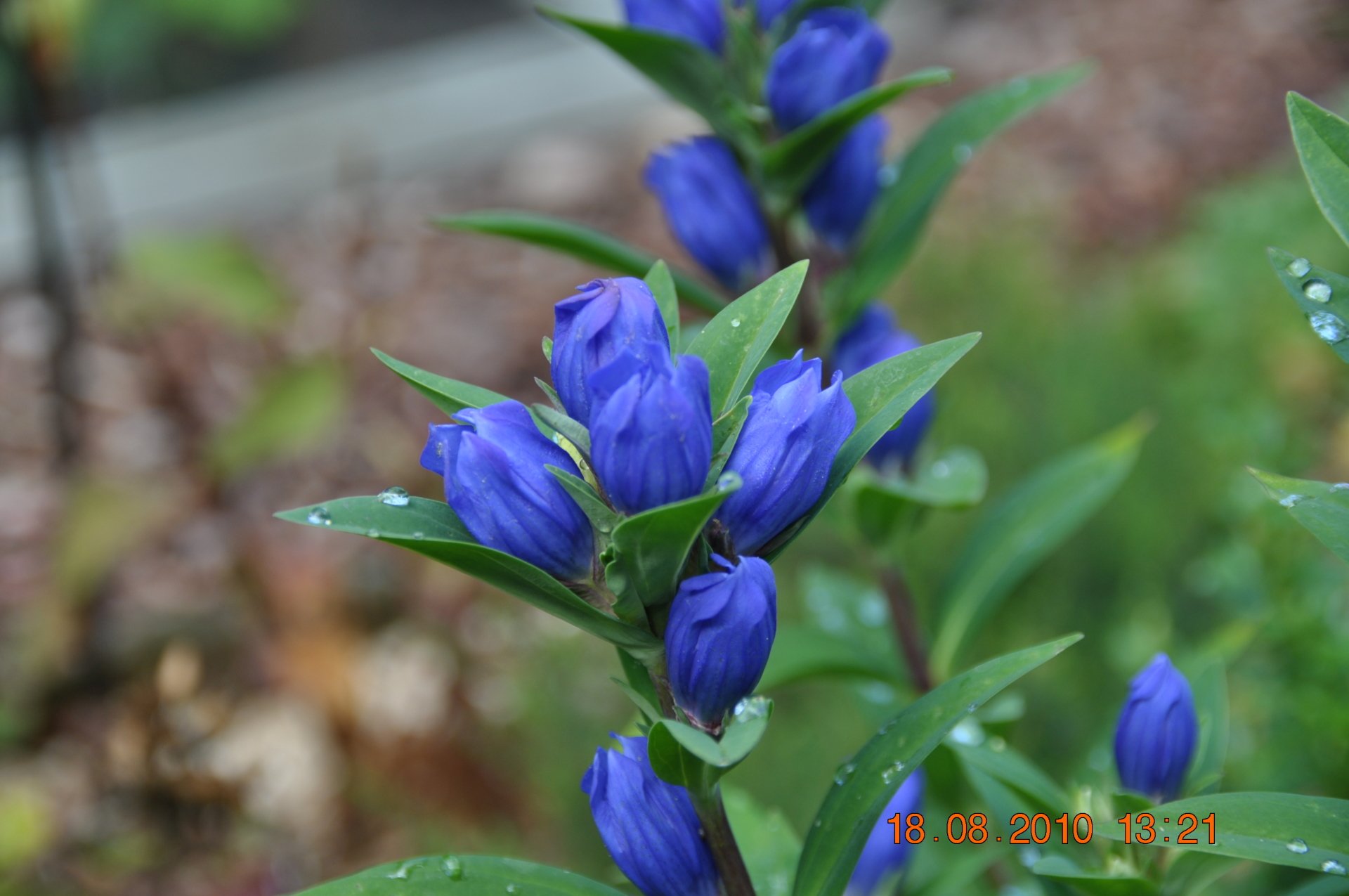  Gentiane 3