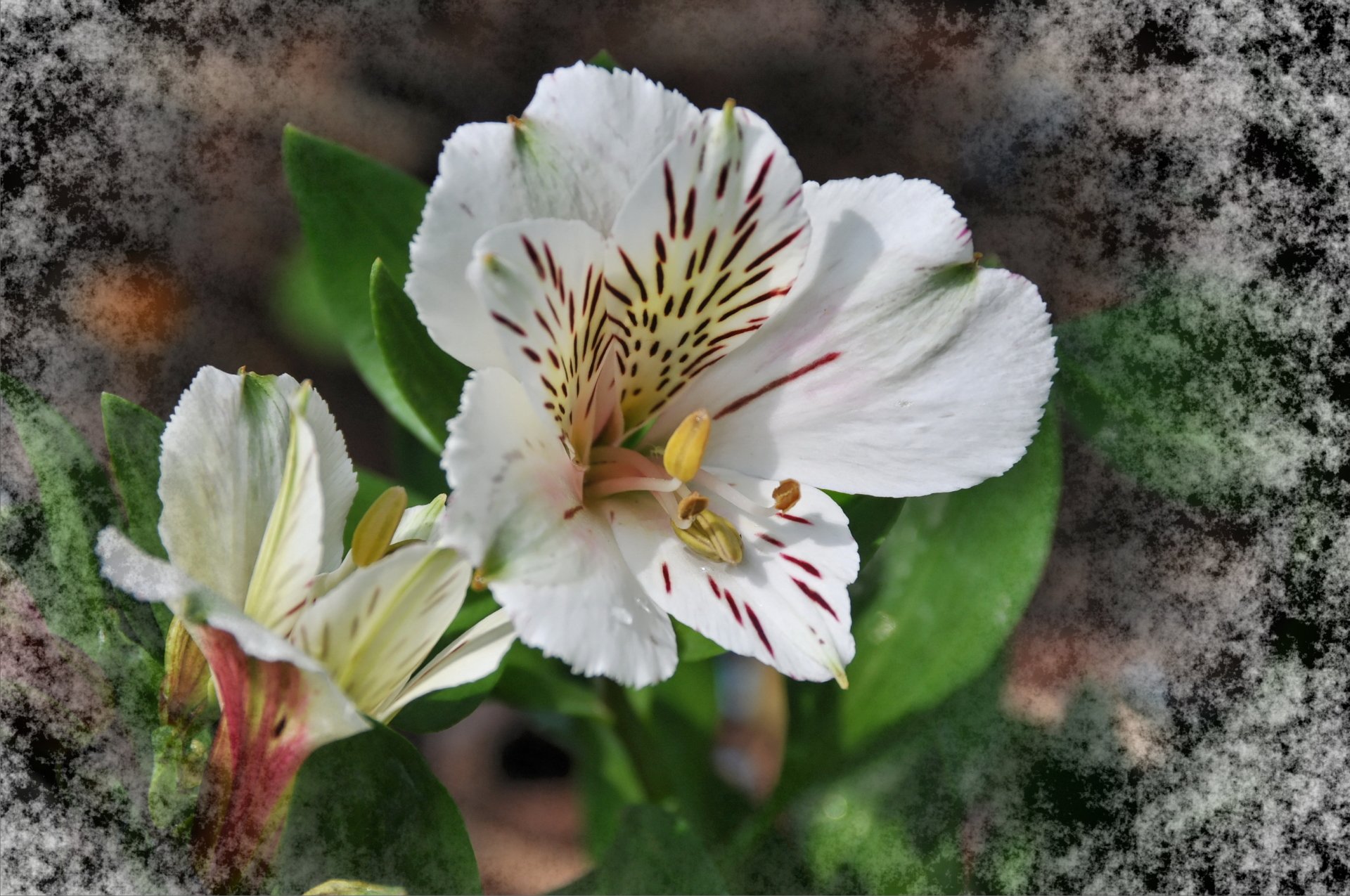  alstroemeria 8