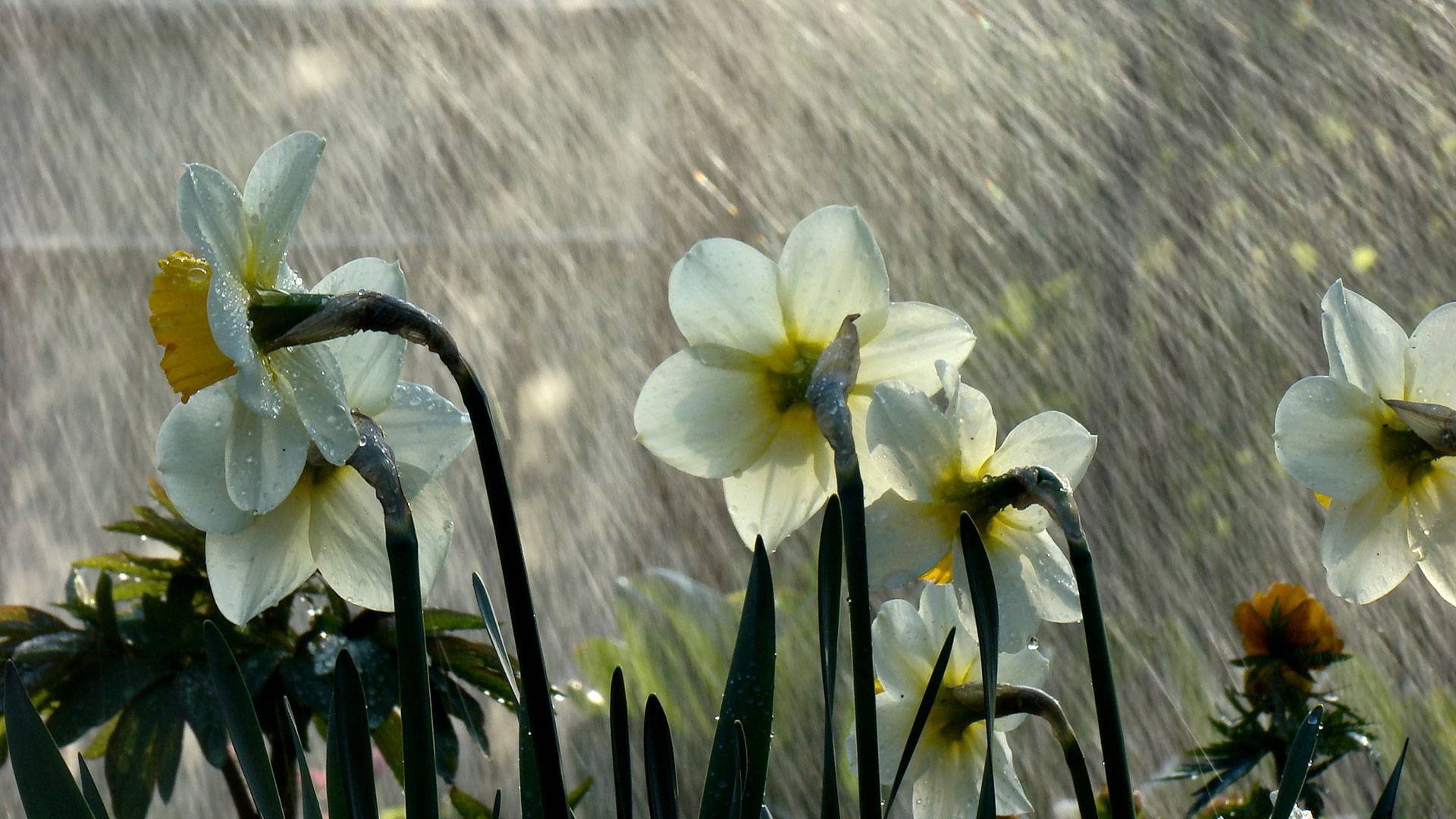 nature daffodil Image