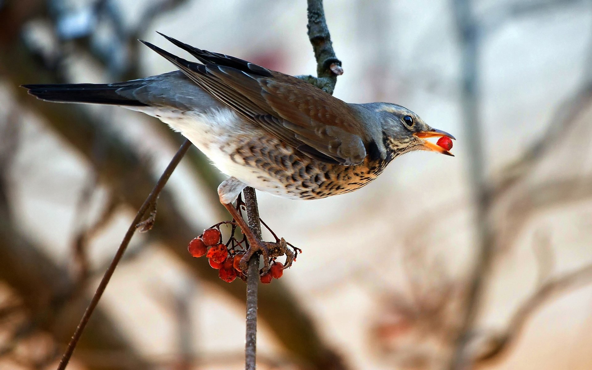 Fieldfare bird perched on a thin branch, holding a bright red berry in its beak above a small cluster of berries.