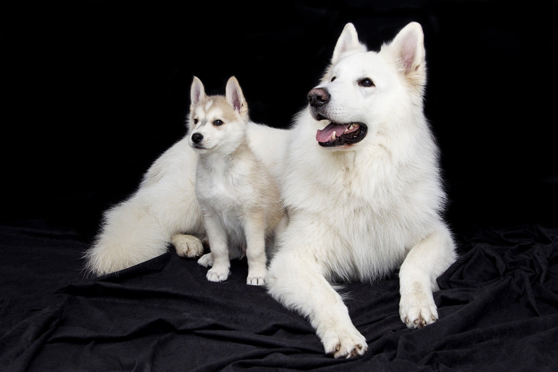 A cute puppy sits beside a fluffy white dog, both posing for a portrait against a black background, showcasing their adorable features and playful demeanor.