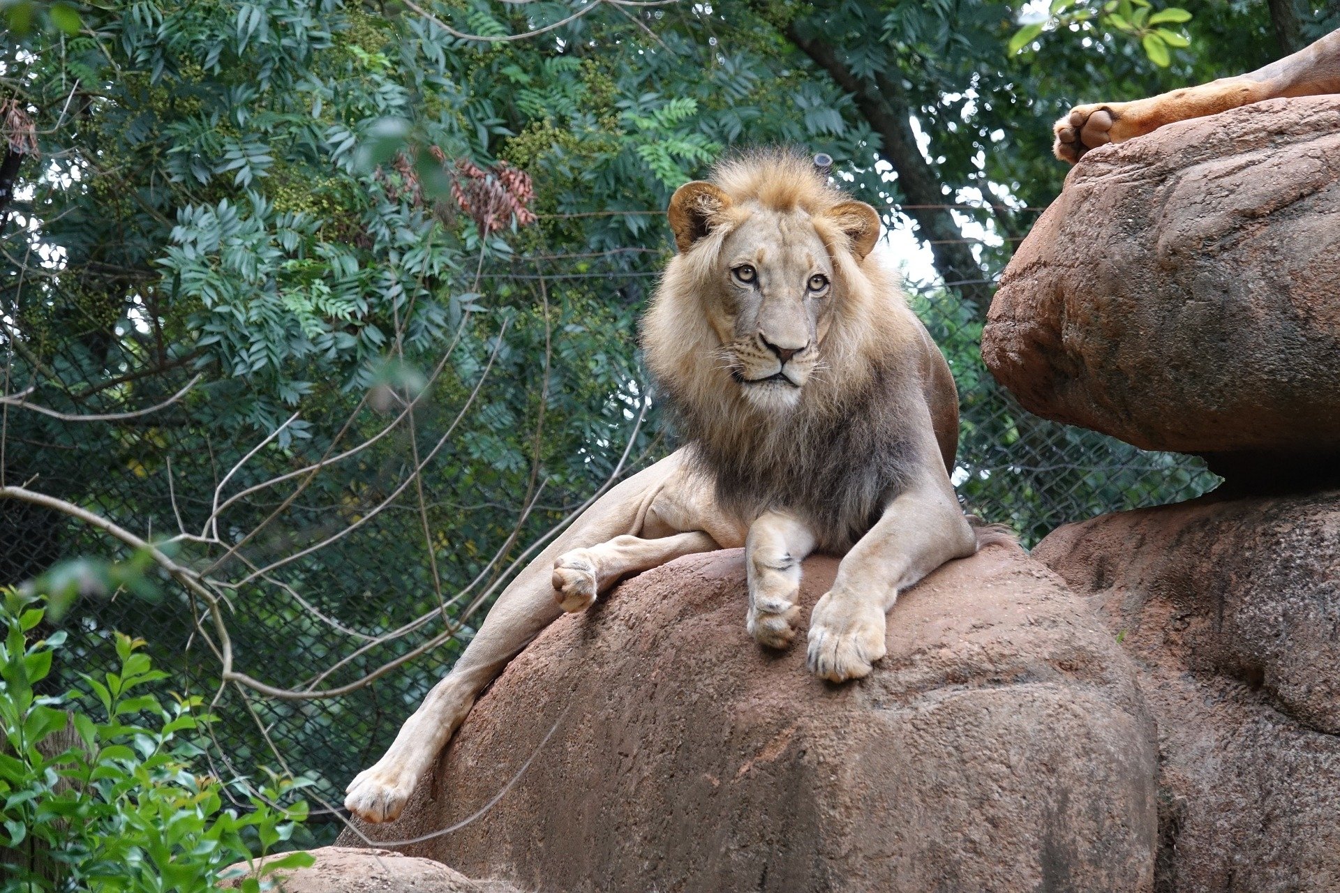 A majestic lion lounges on a rock at the zoo, surrounded by lush greenery, showcasing its regal presence and striking mane.