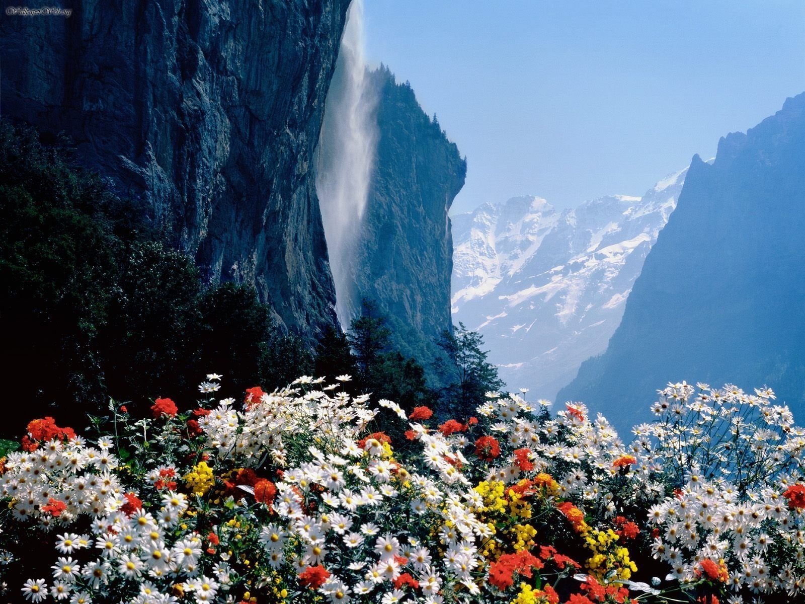 A vibrant meadow of white and colorful flowers contrasts with towering mountains and a cascading waterfall in the stunning Swiss Alps, showcasing the beauty of nature.