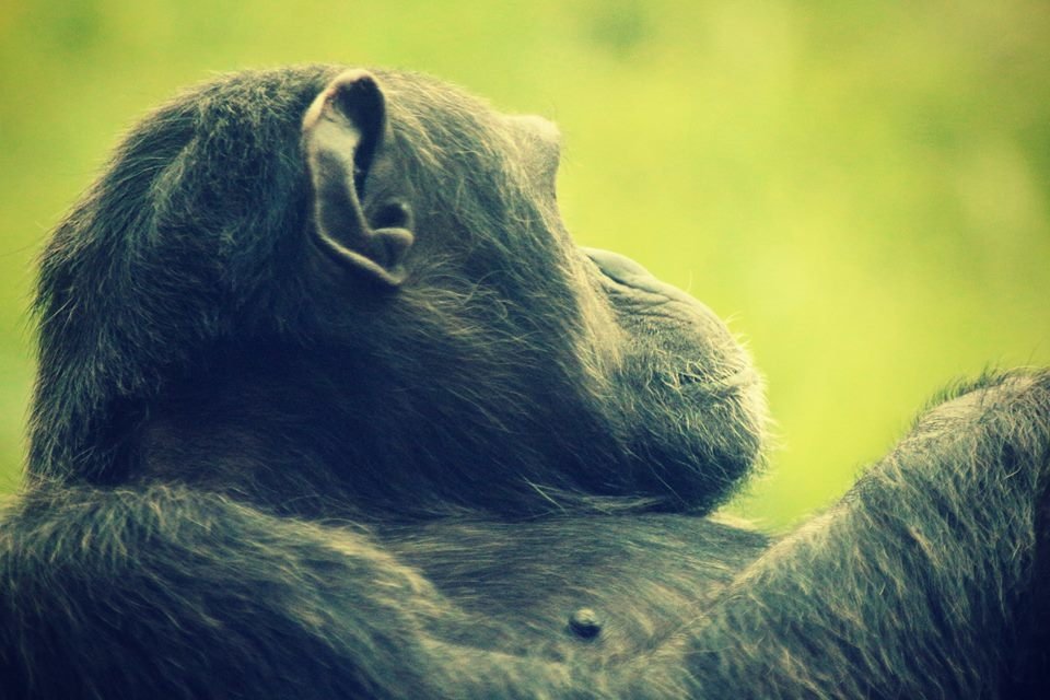 Side profile of a chimpanzee, an animal and monkey, resting with its head tilted back against a softly blurred green background.