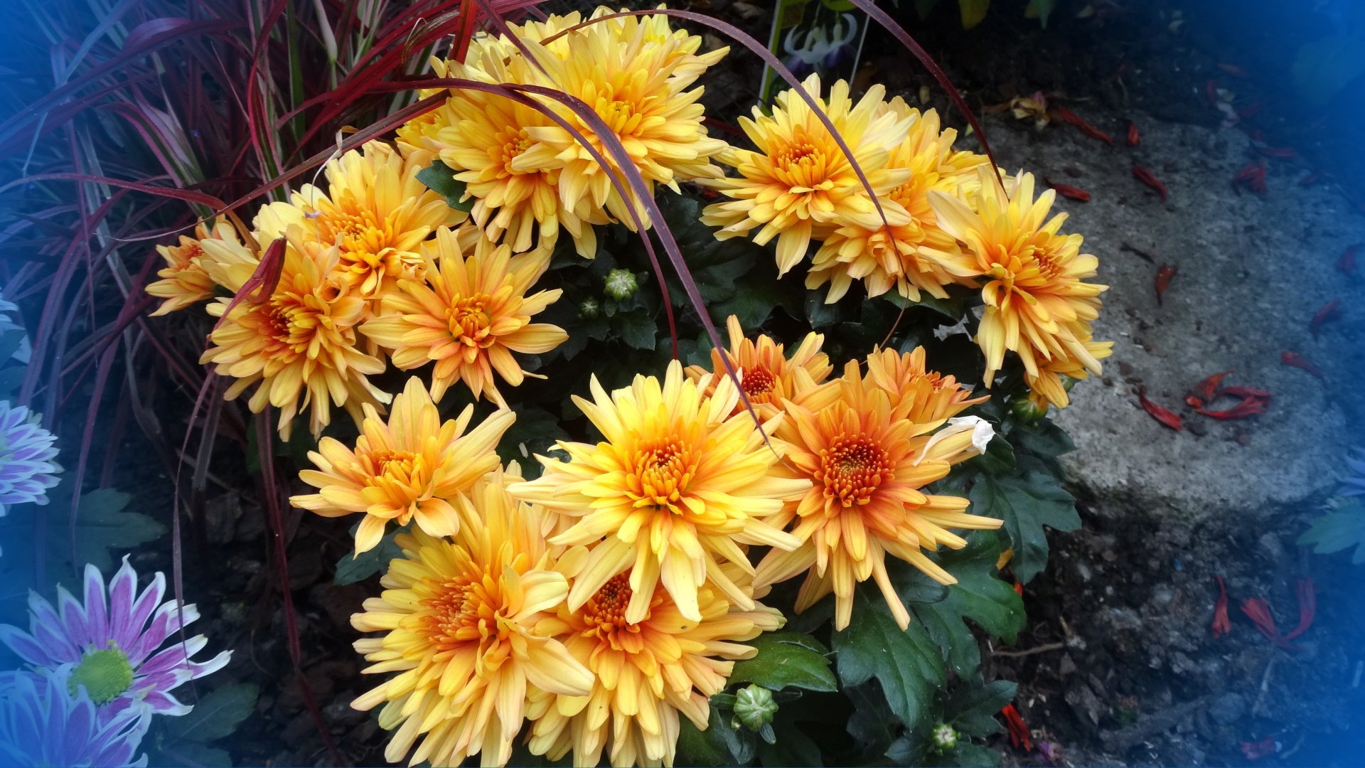  chrysanthemum