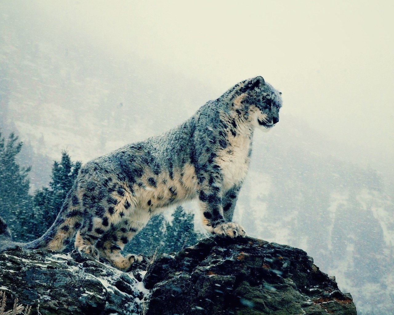 A majestic snow leopard stands atop a rocky outcrop, surrounded by a snowy landscape, exuding an air of grace and strength in its natural habitat.