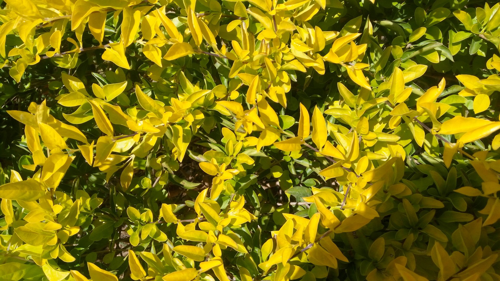 A vibrant array of yellow leaves amidst lush green foliage, capturing the essence of nature and the beauty of plant life.