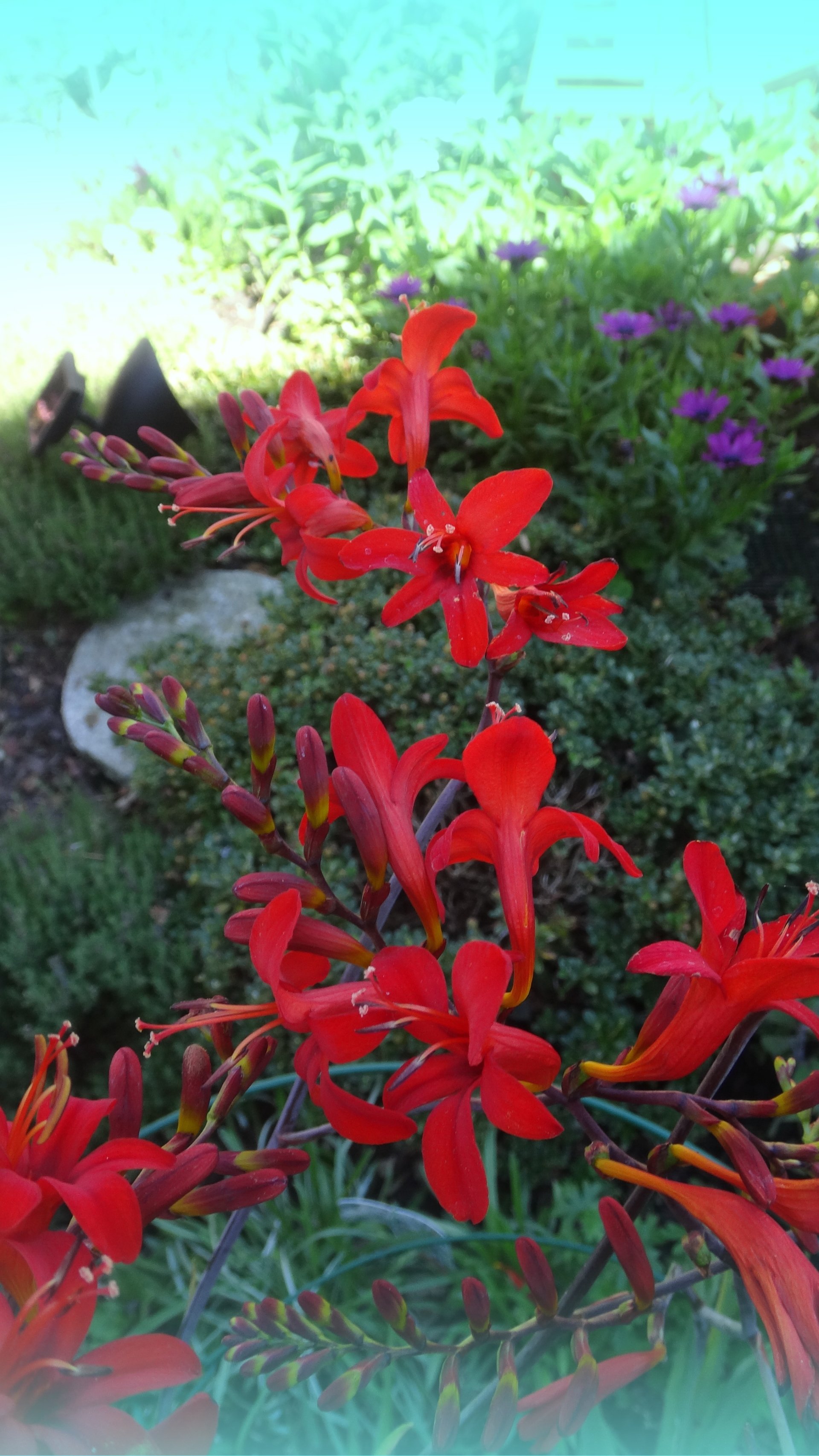  Crocosmia10