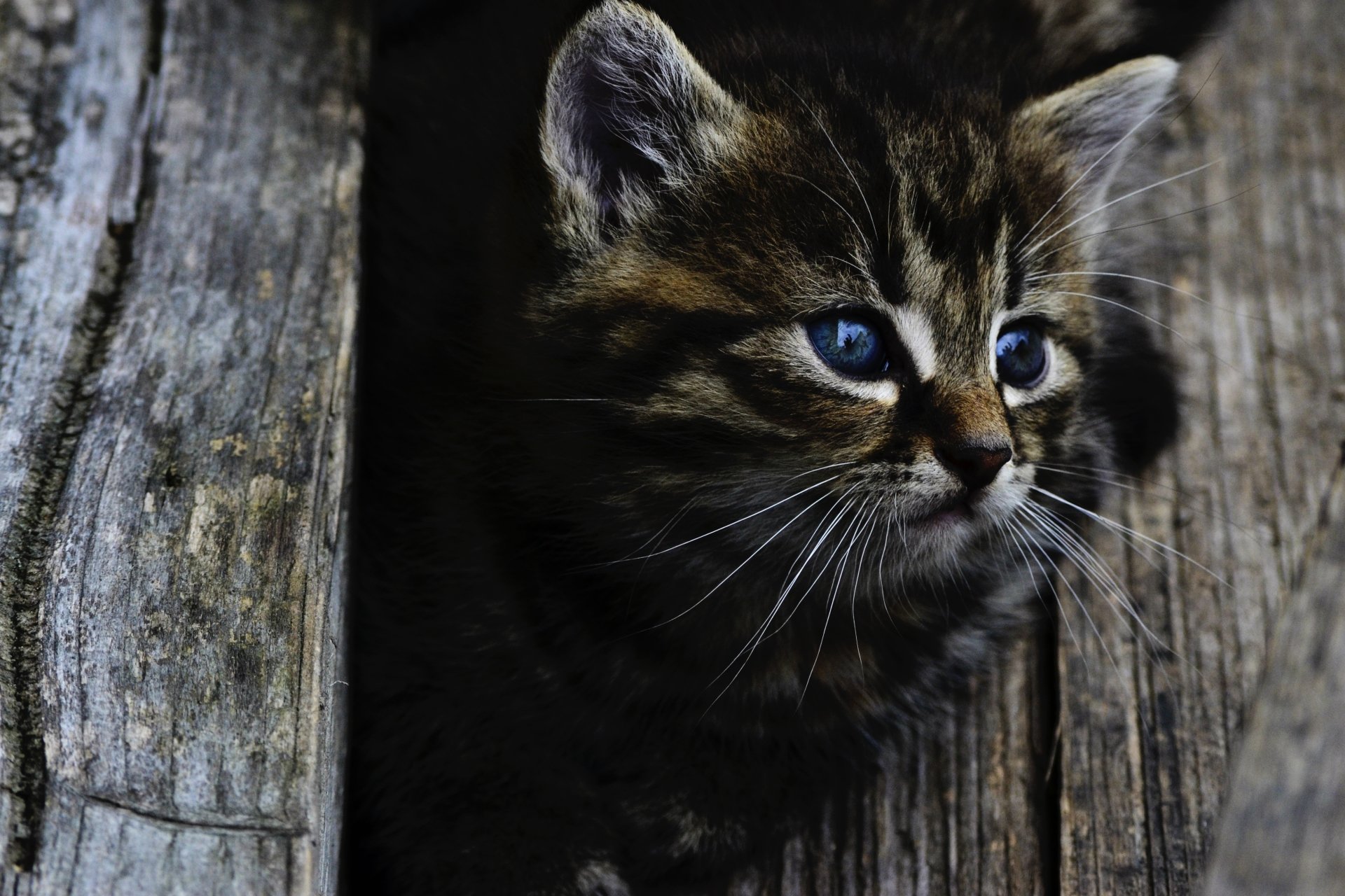kitten baby animal Animal cat Image