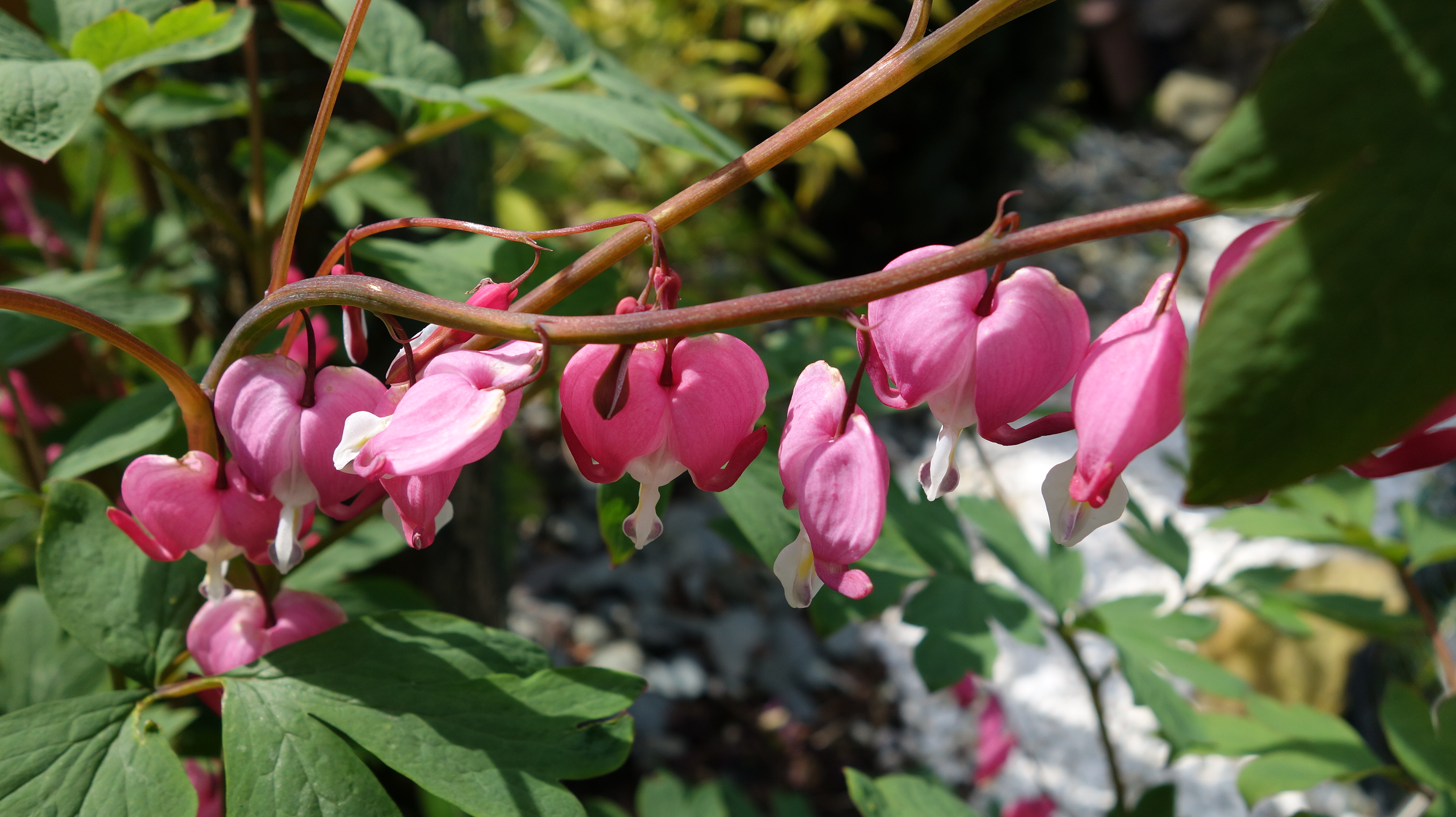 Dicentra2 by mapini - Image Abyss