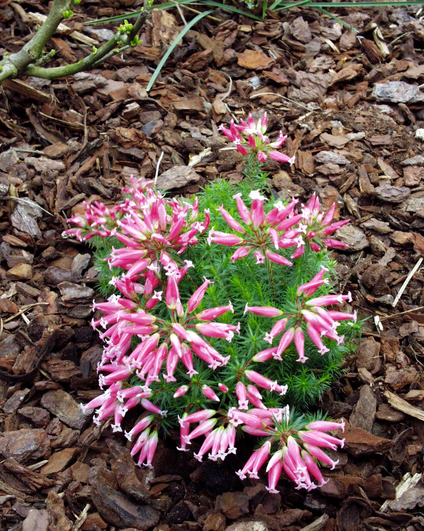 Lamarcka ventricosa