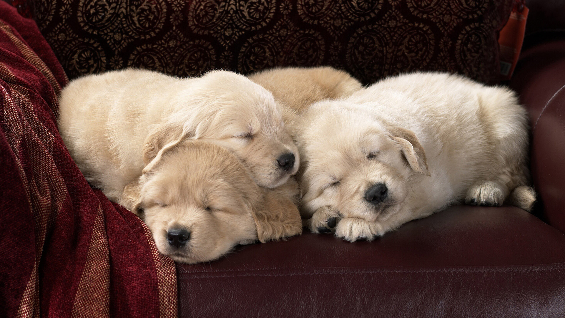 Lab Puppies Sleeping