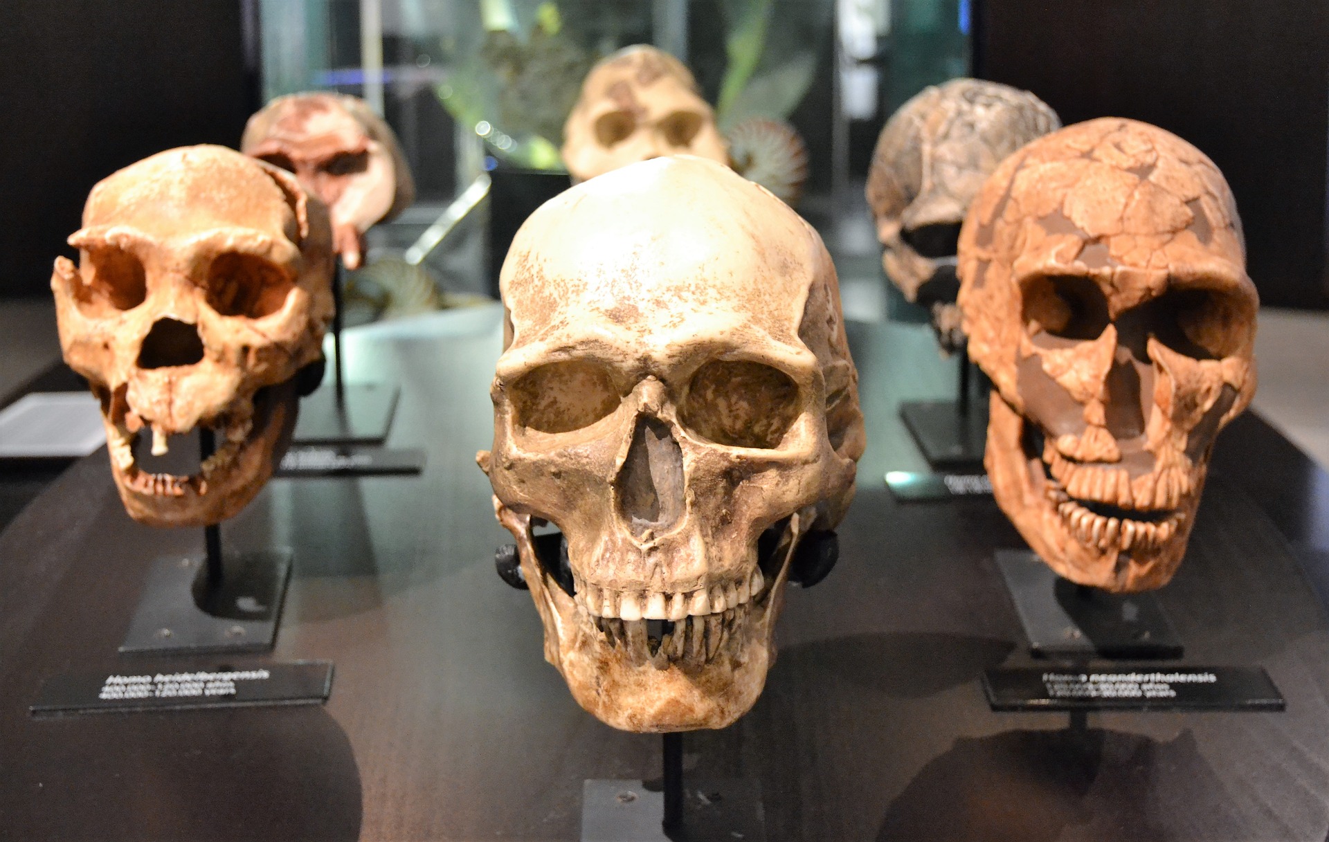 Human Skulls in a Museum
