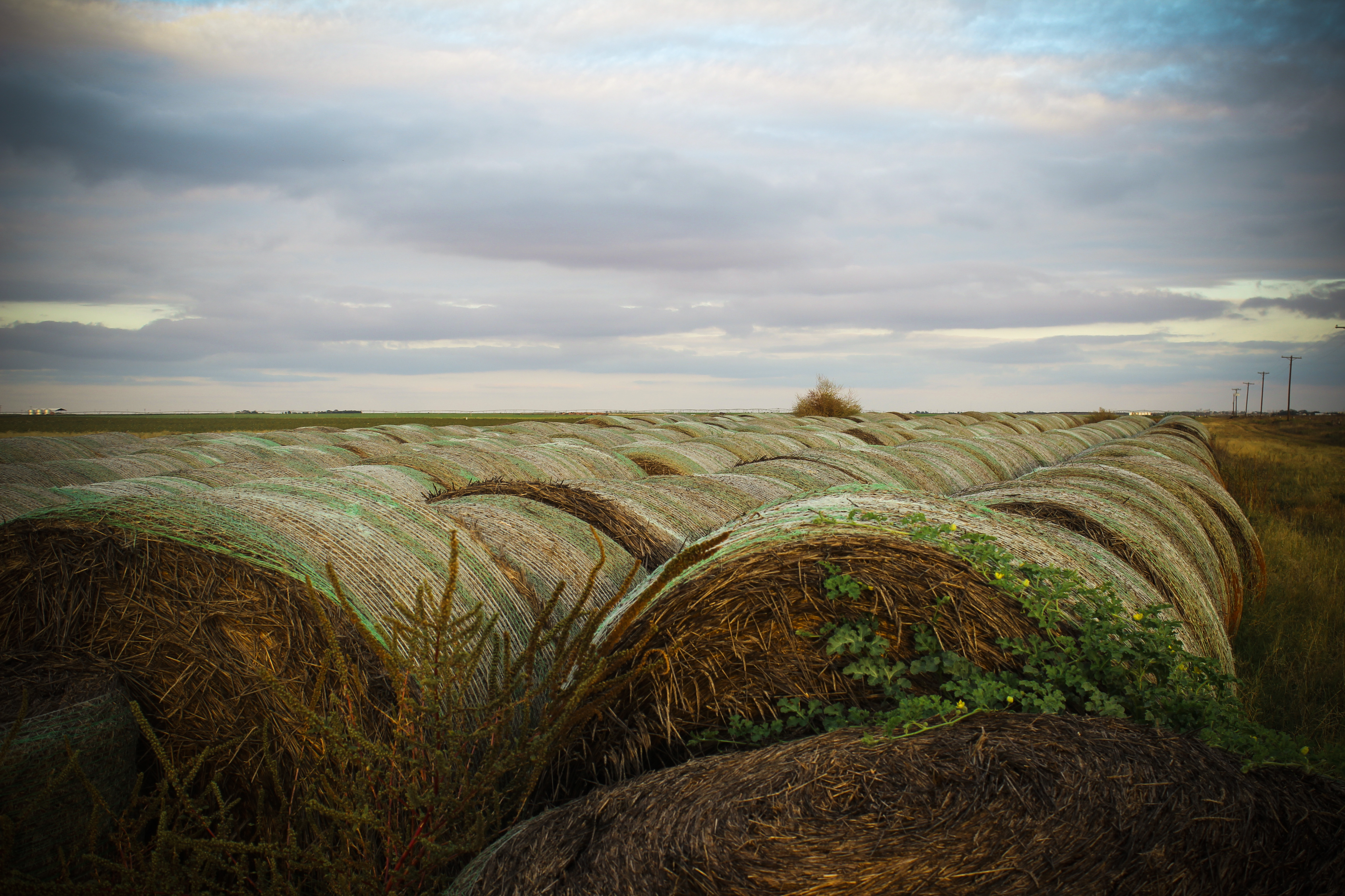 Harvested Wheat Field by itsdavedyck