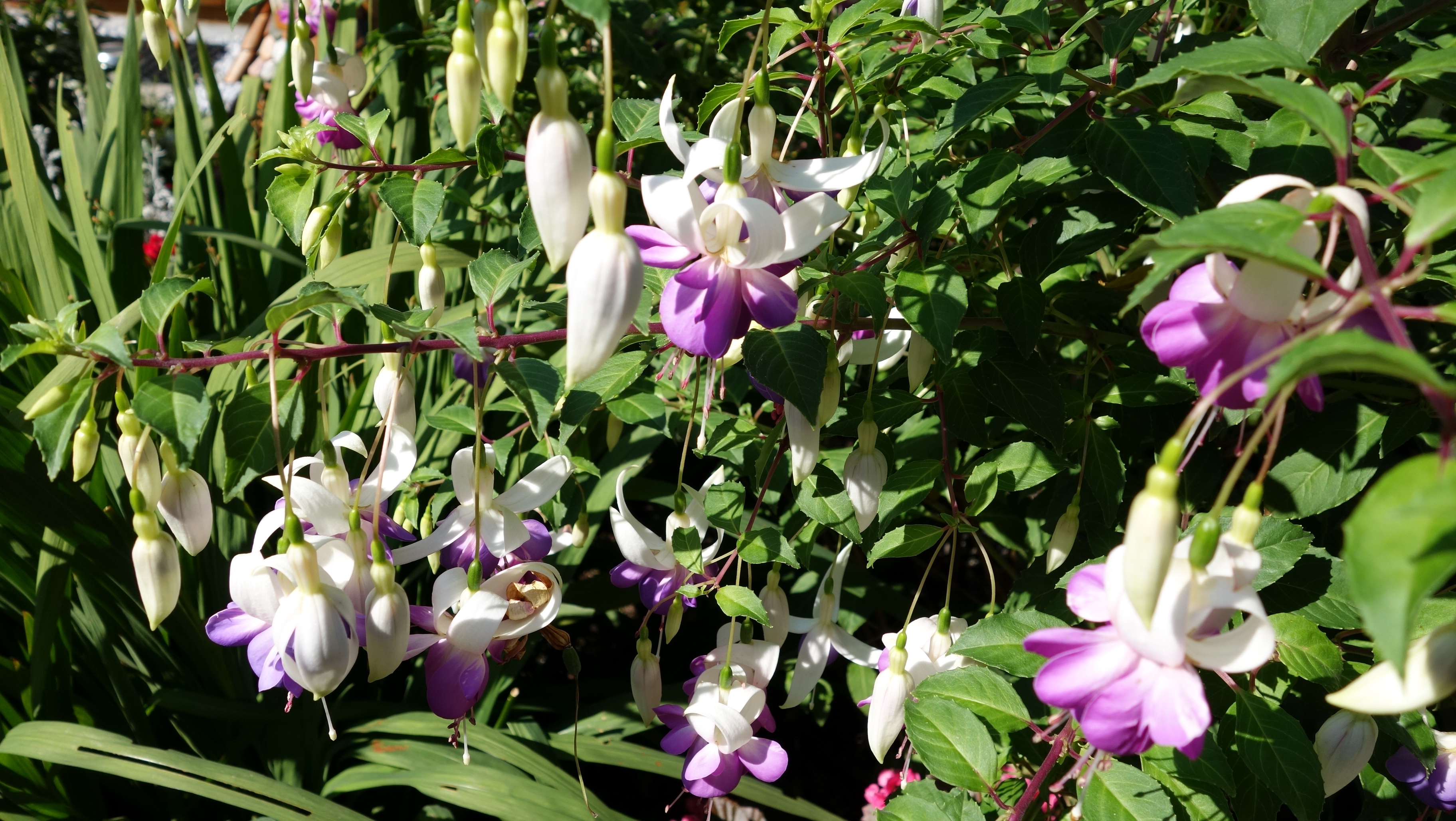 Fuchsia 3 by mapini