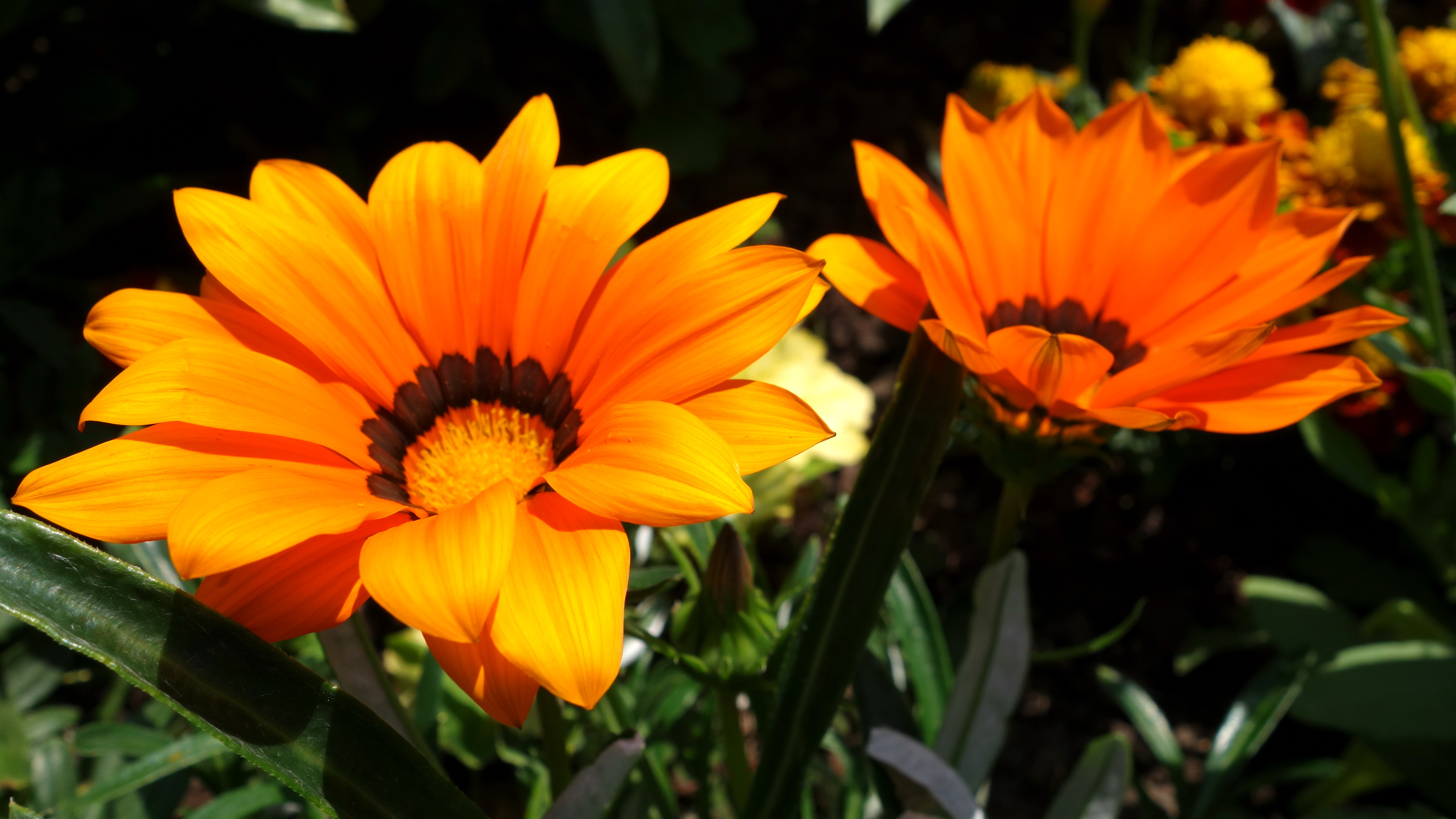 Gazania 2 by mapini