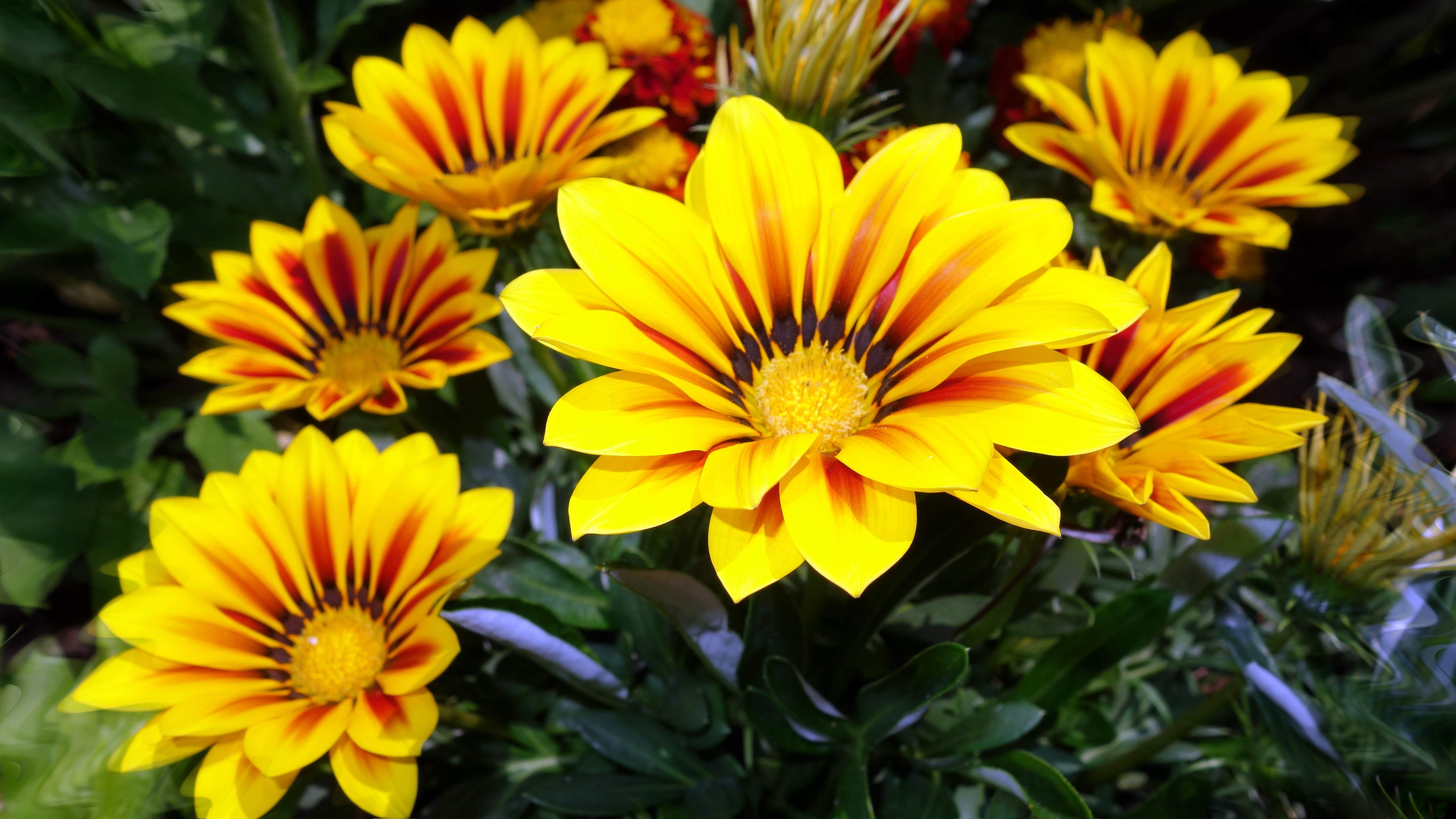 Gazania 3 by mapini