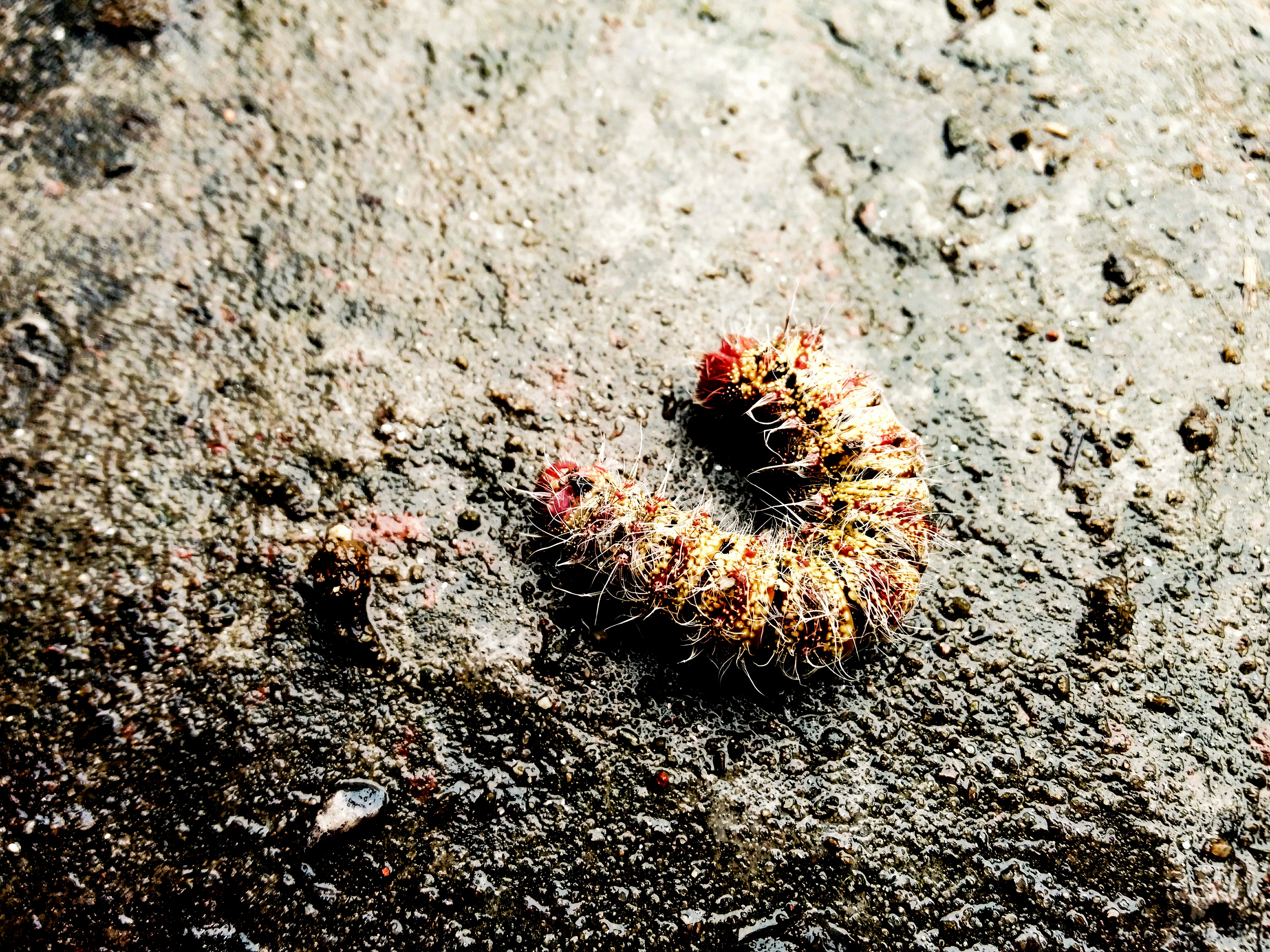 Caterpillar Bug ! by Sakib-Abdullah