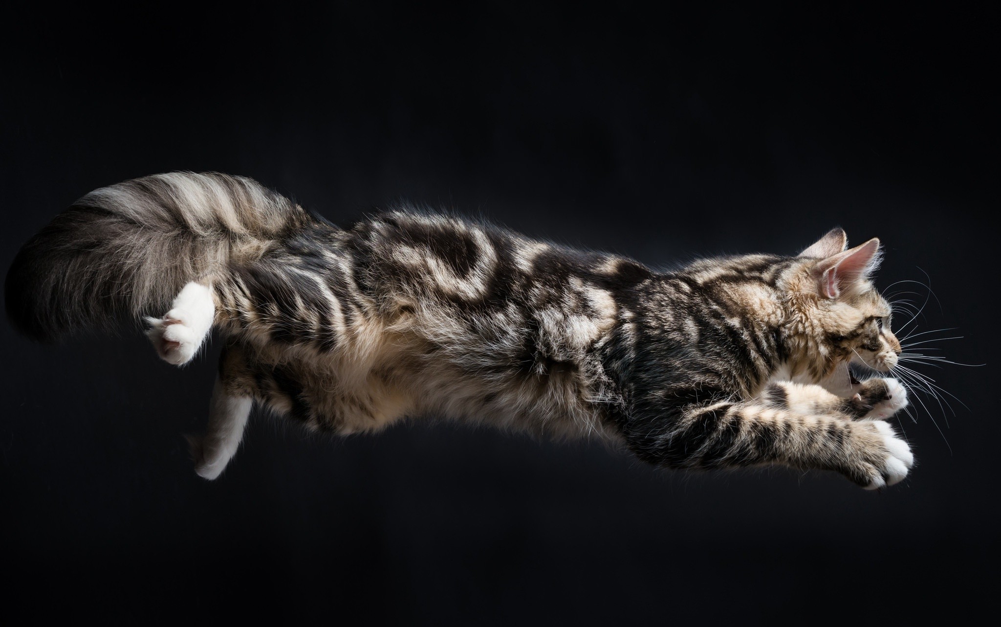 Leaping Cat