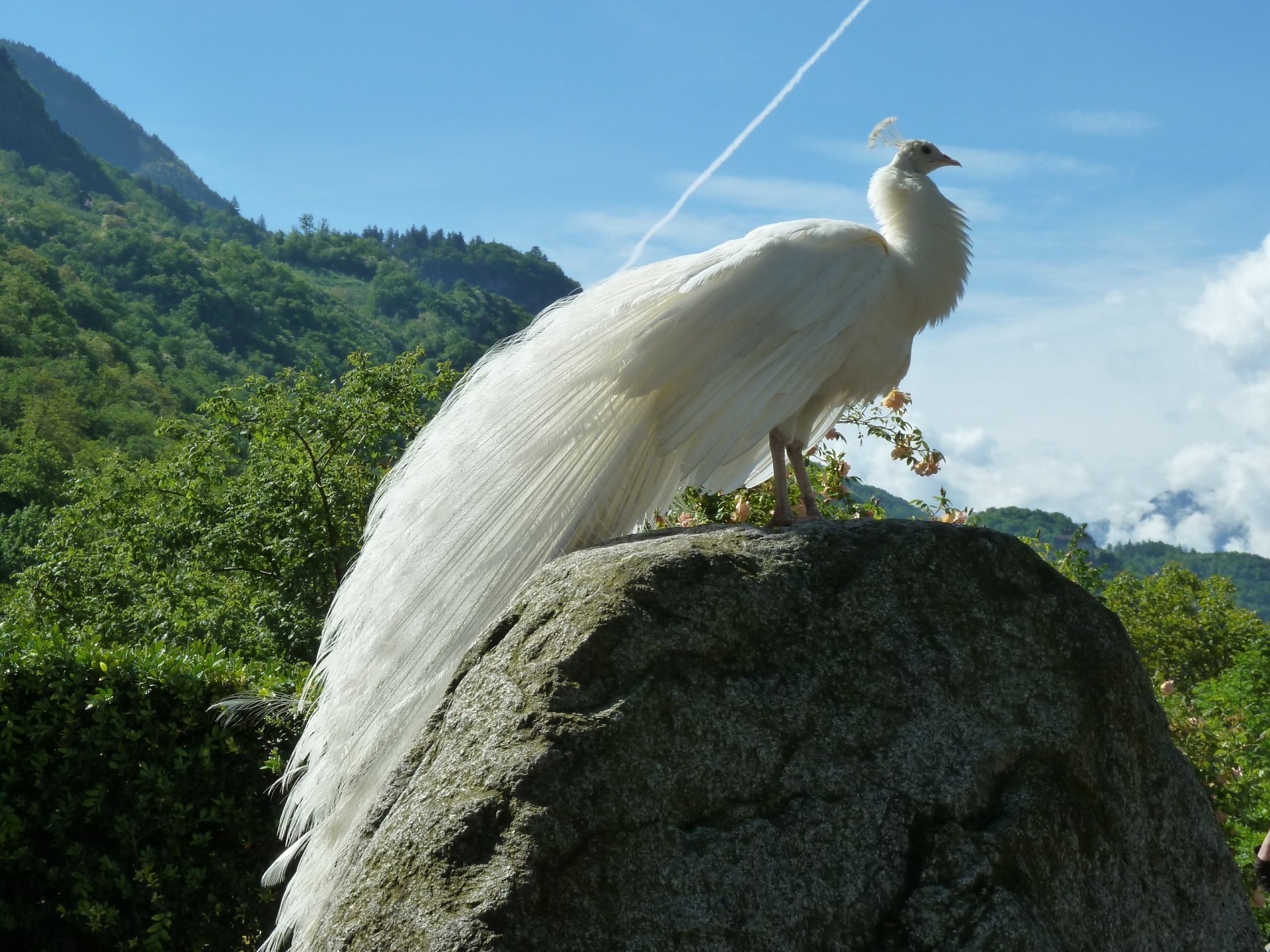A white peacock (peafowl) — a bird and animal — stands atop a rock, its long white tail trailing against a mountainous blue-sky backdrop.