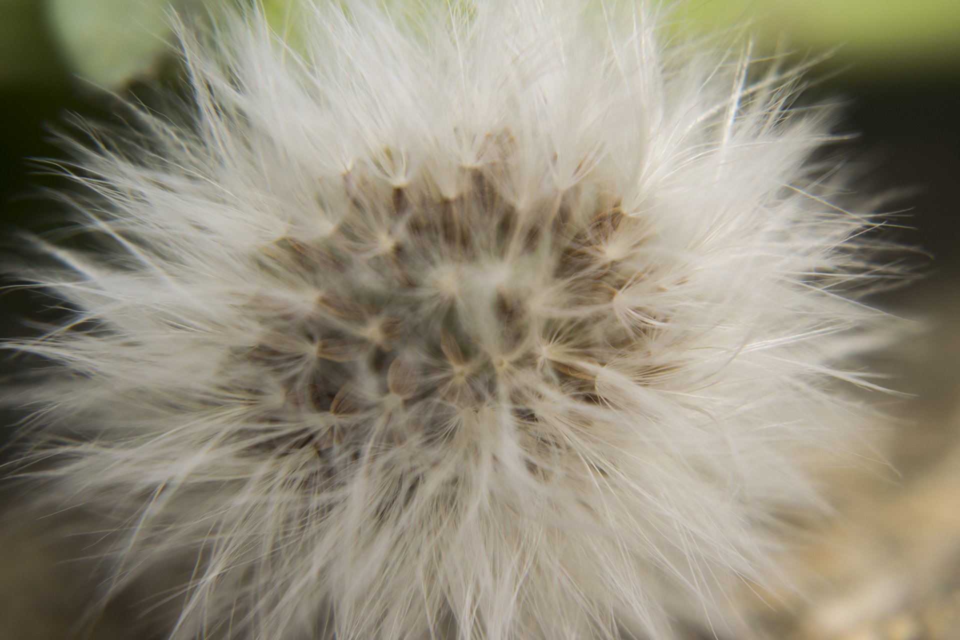  dandelion