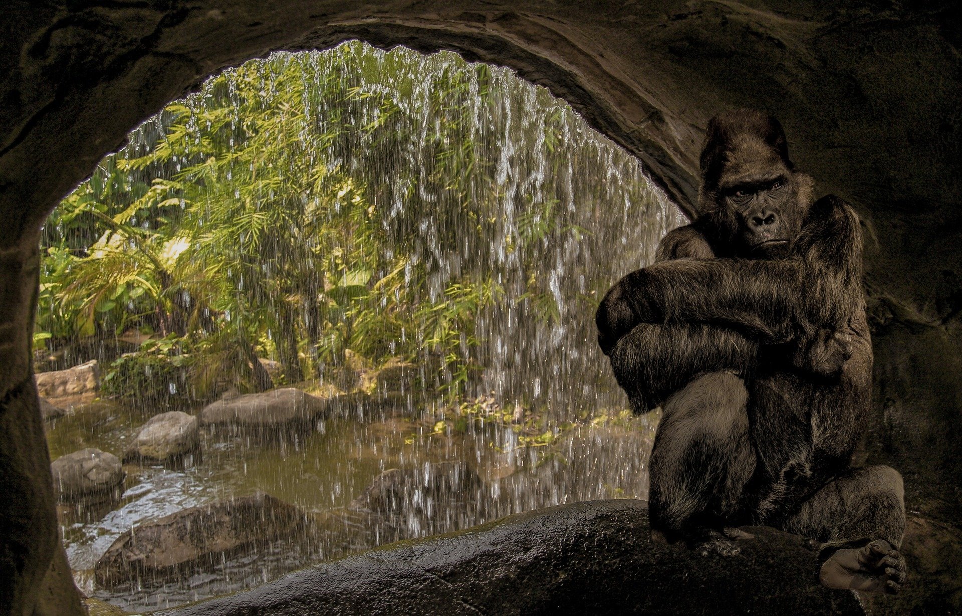  Gorilla alone in he's cave