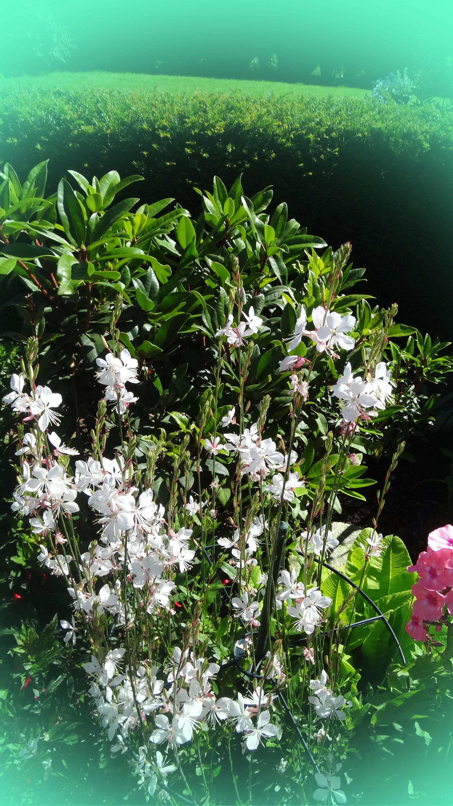  Gaura 7