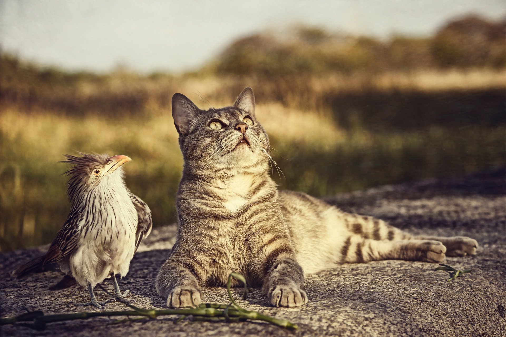 A cute cat lies on a stone, gazing upward, with a curious bird nearby. The serene setting highlights the charming interaction between the animal companions.