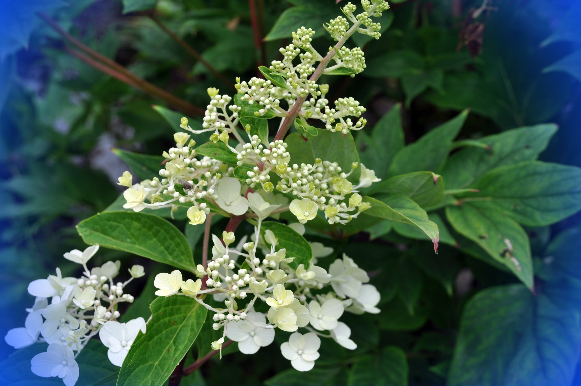  Hydrangea 5