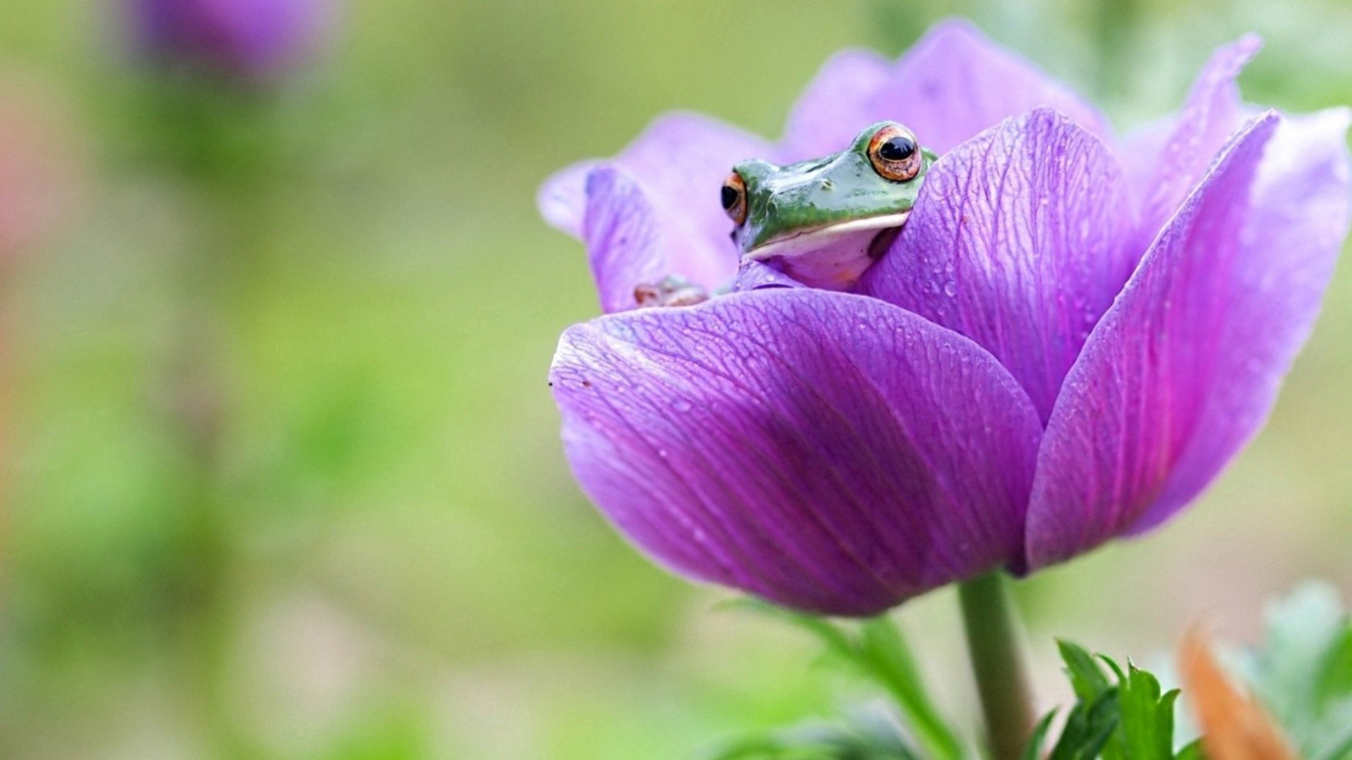 Download Animal Frog Image download-animal-frog-image