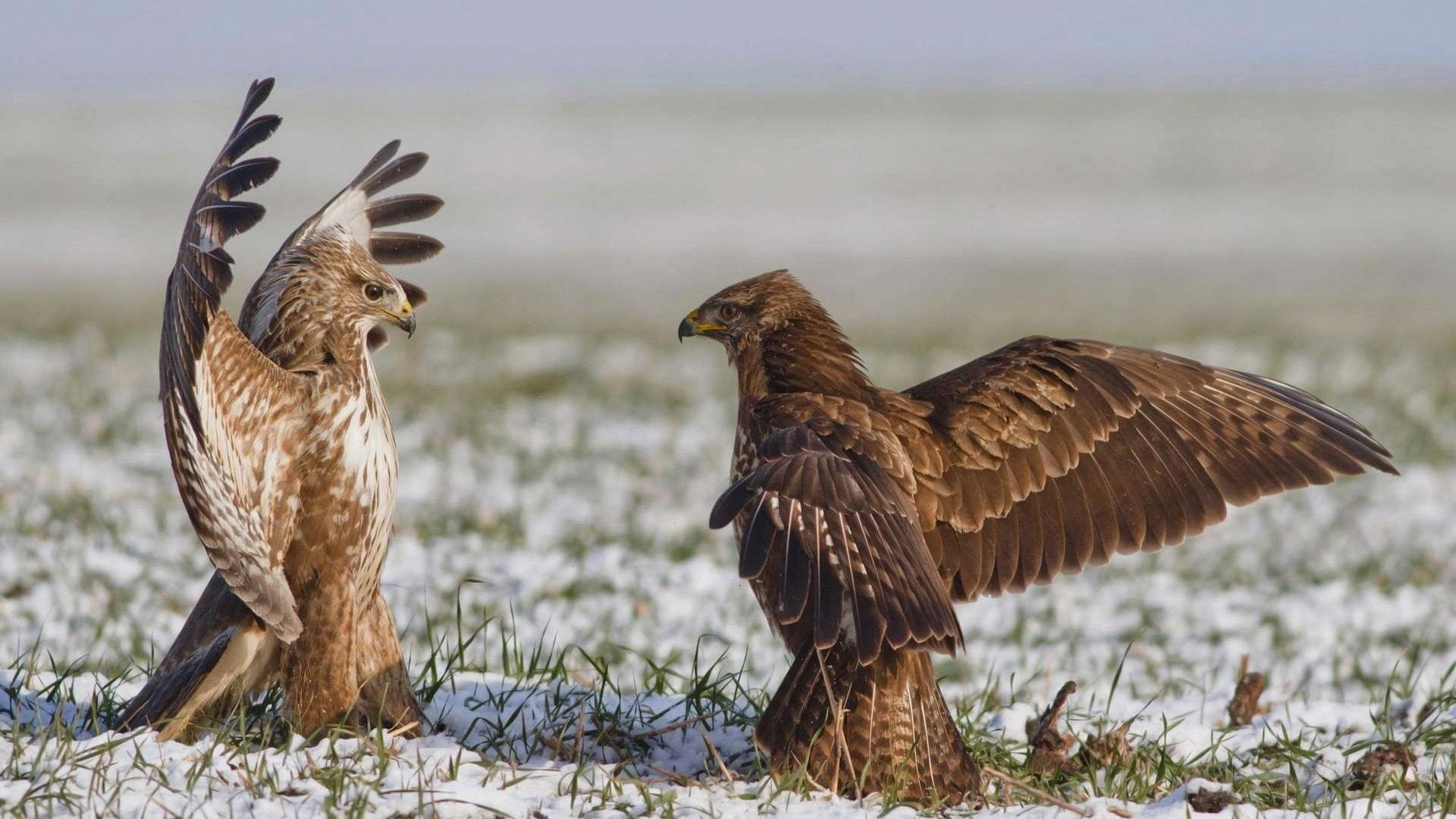Two eagles stand on a snowy field, one spreading its wings in a display, while the other watches intently, showcasing their majestic presence in a winter landscape.