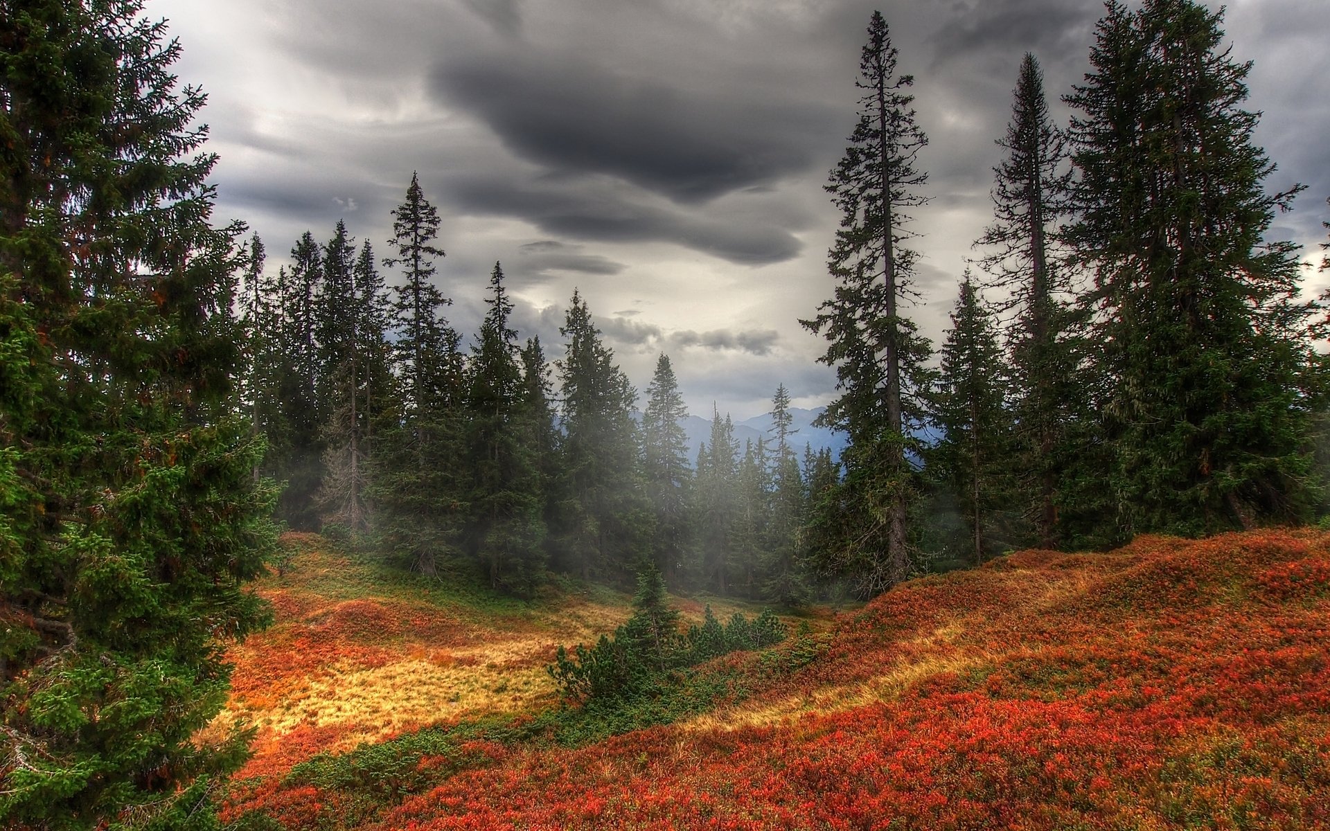 evergreens-in-autumn-forest-image-abyss