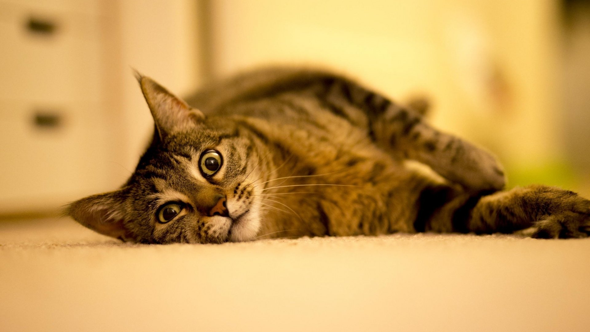 Download Resting Animal Cat Image