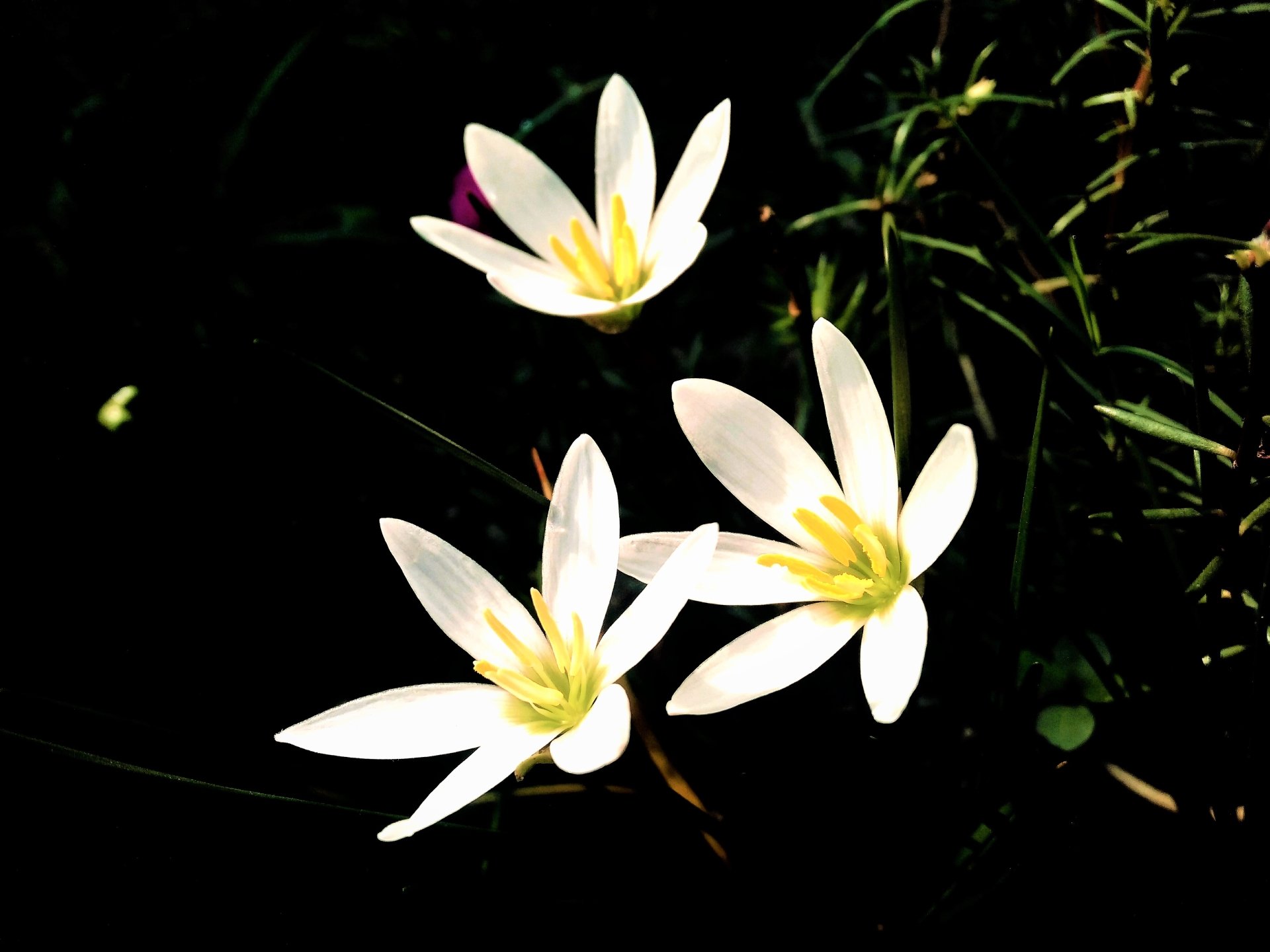  Flower Grass White