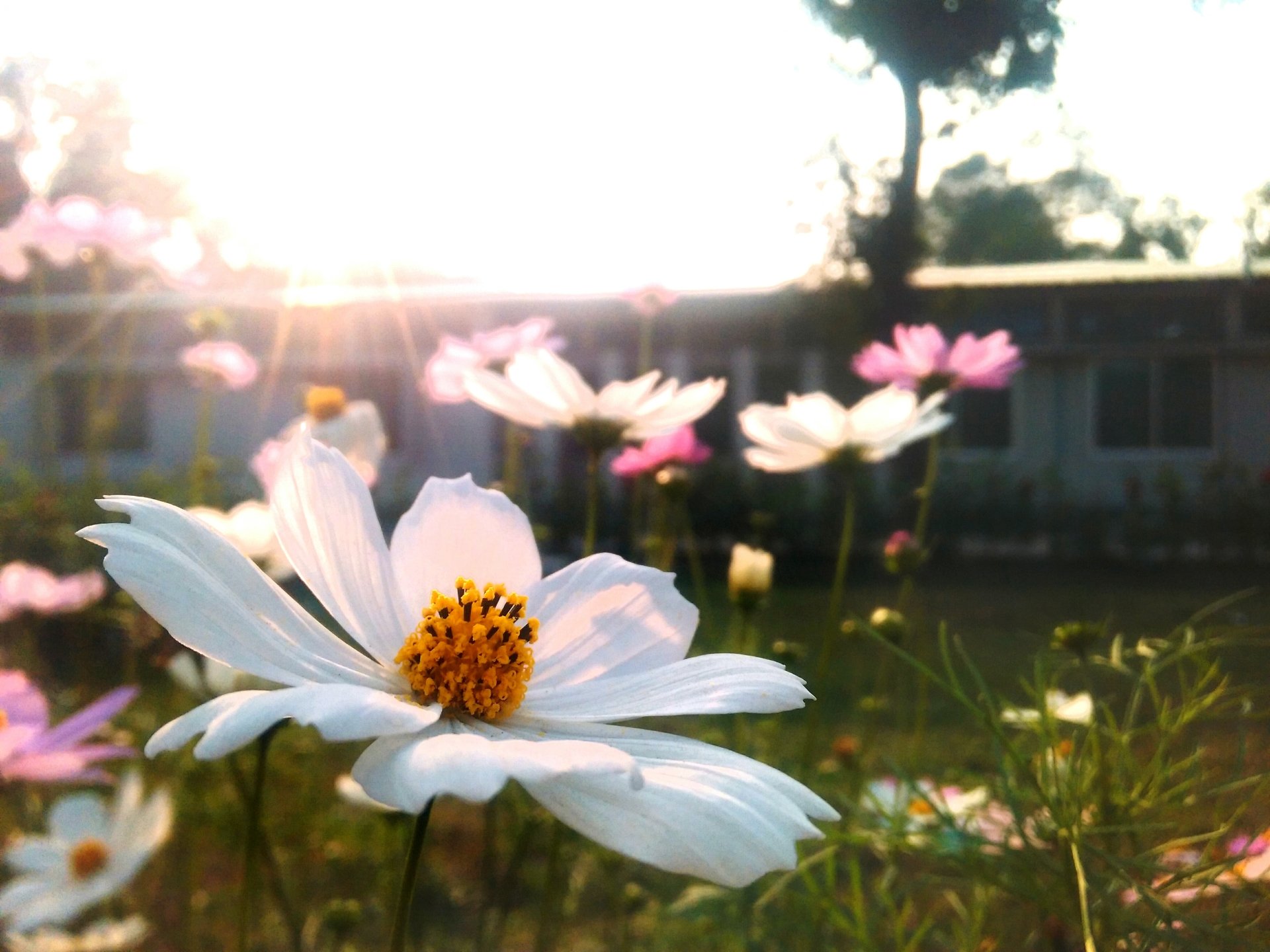  Flower Cosmos