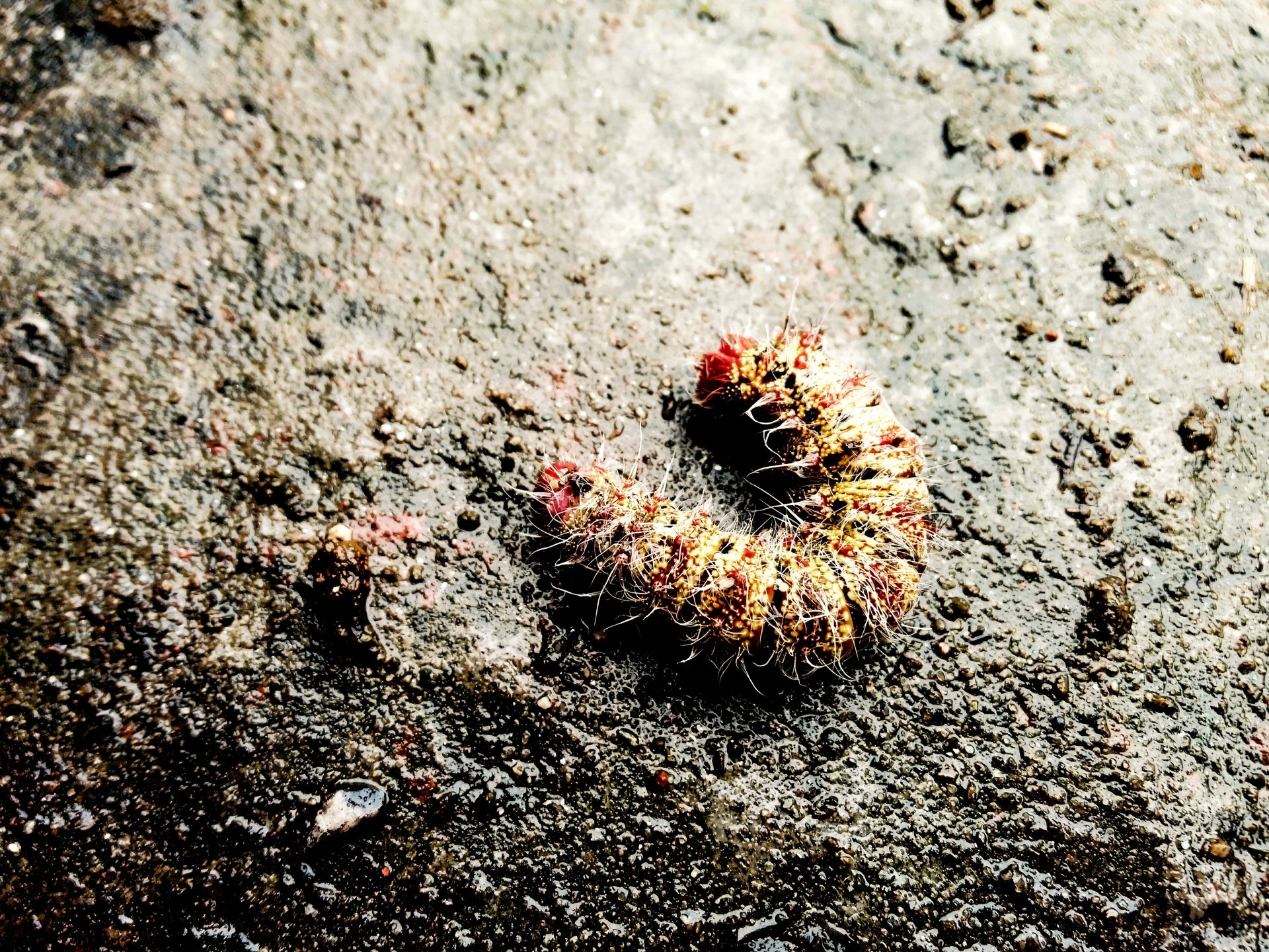  Caterpillar Bug !