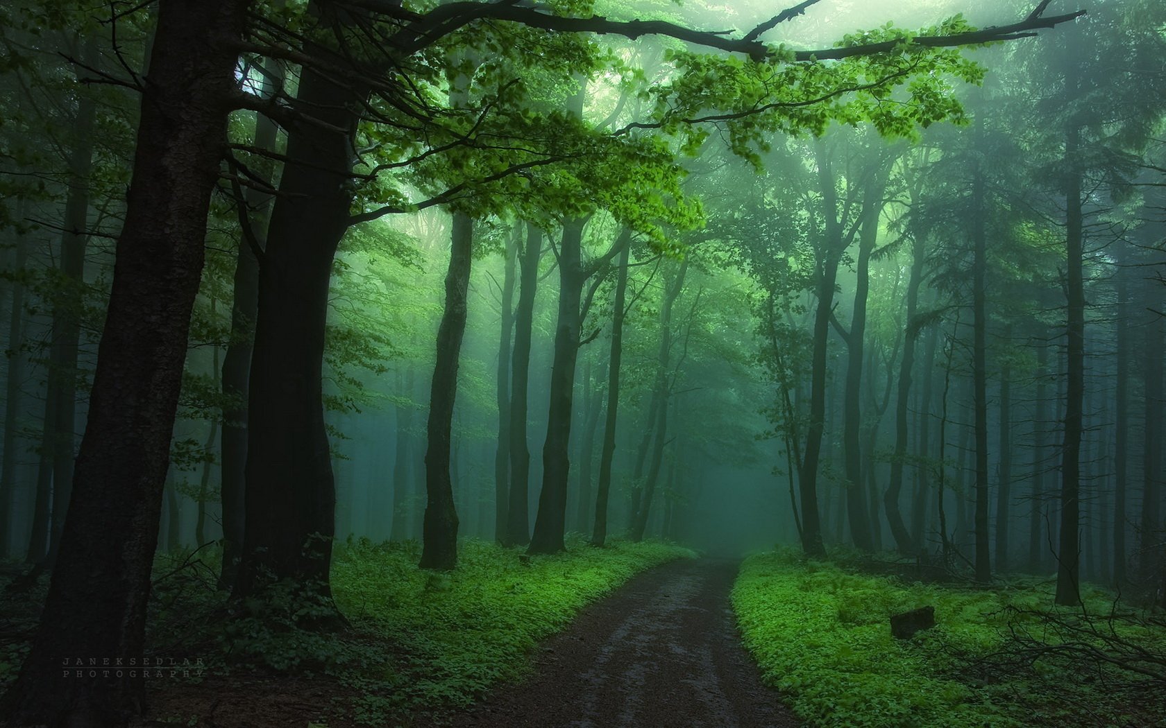 Download Path Nature Forest Image