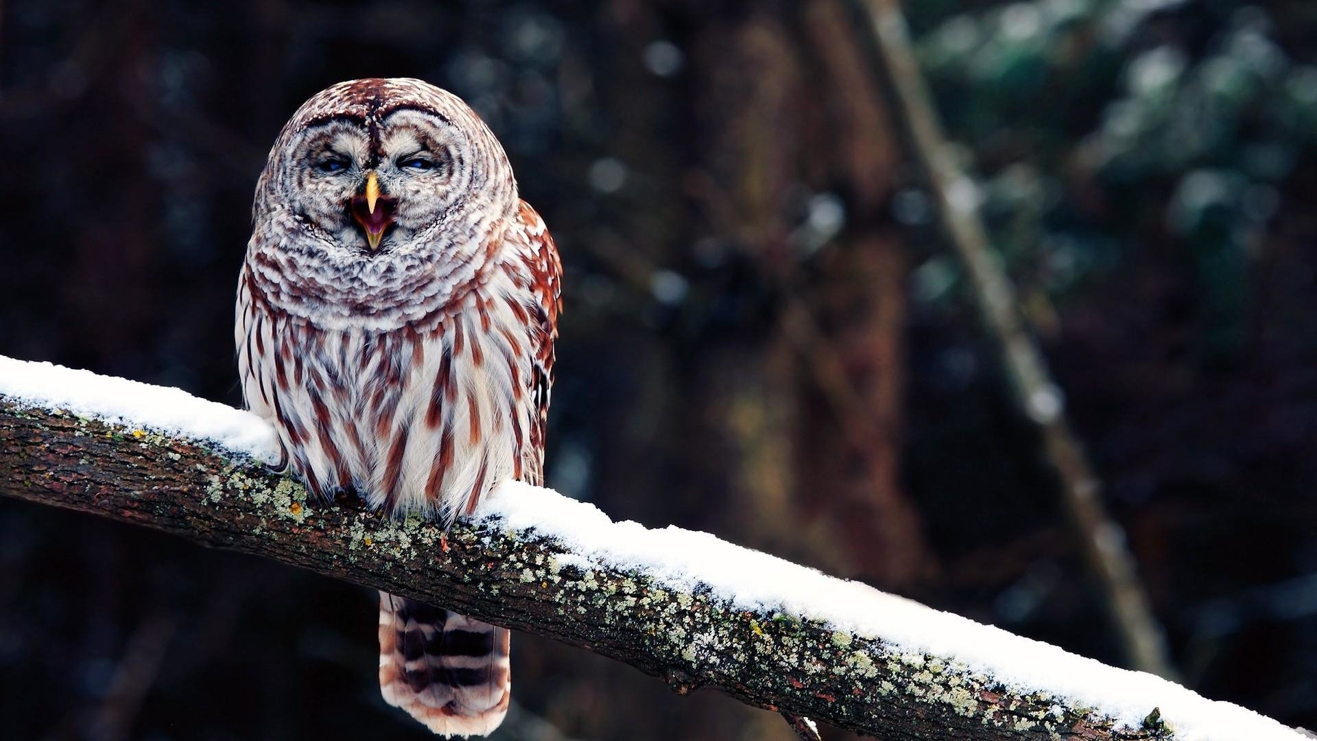 Download Bird Animal Owl Image