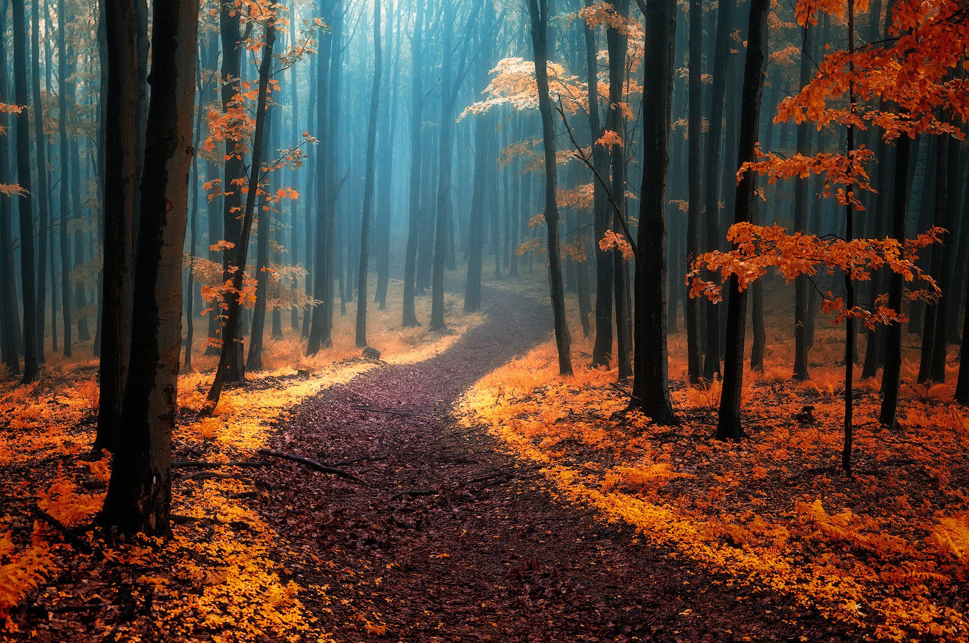 fall tree forest nature path Image