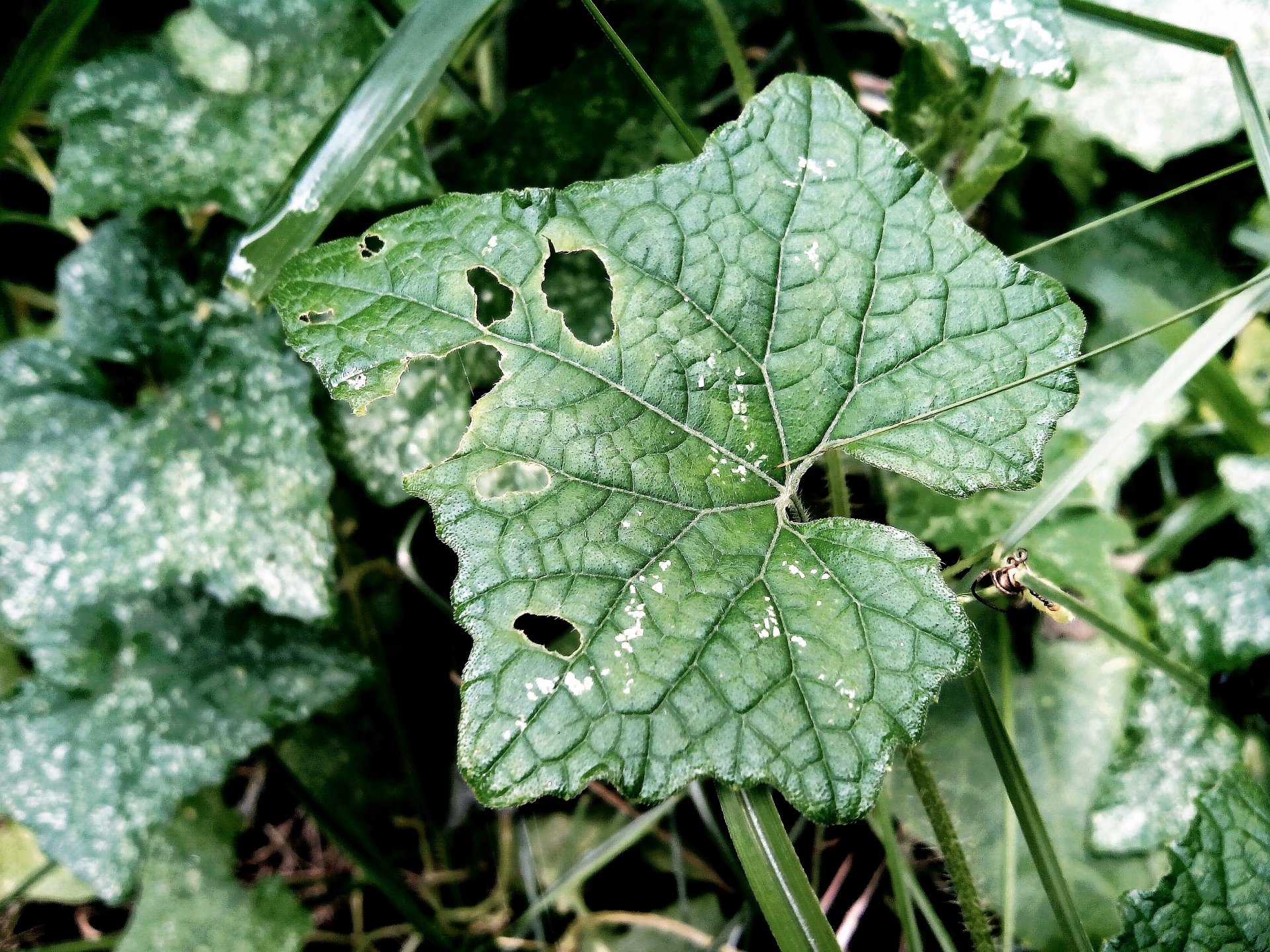 Close-up of a textured green leaf with visible veins and small holes, surrounded by other green foliage in a natural outdoor setting.