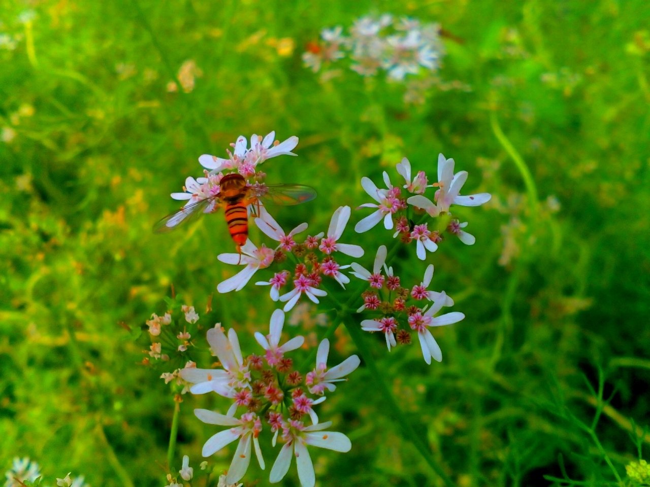  Beautiful bee and flower.