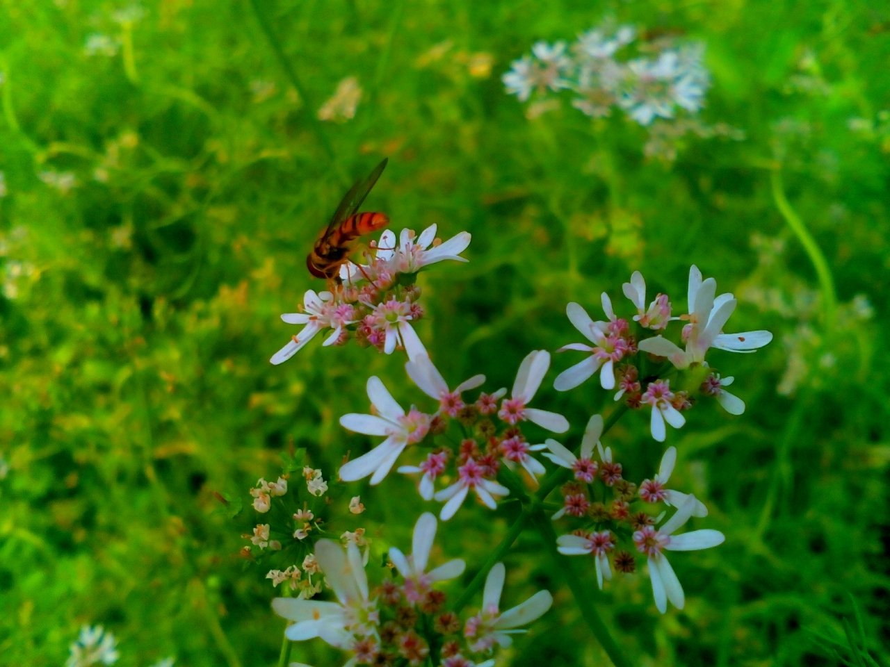  Beautiful bee and flower.1