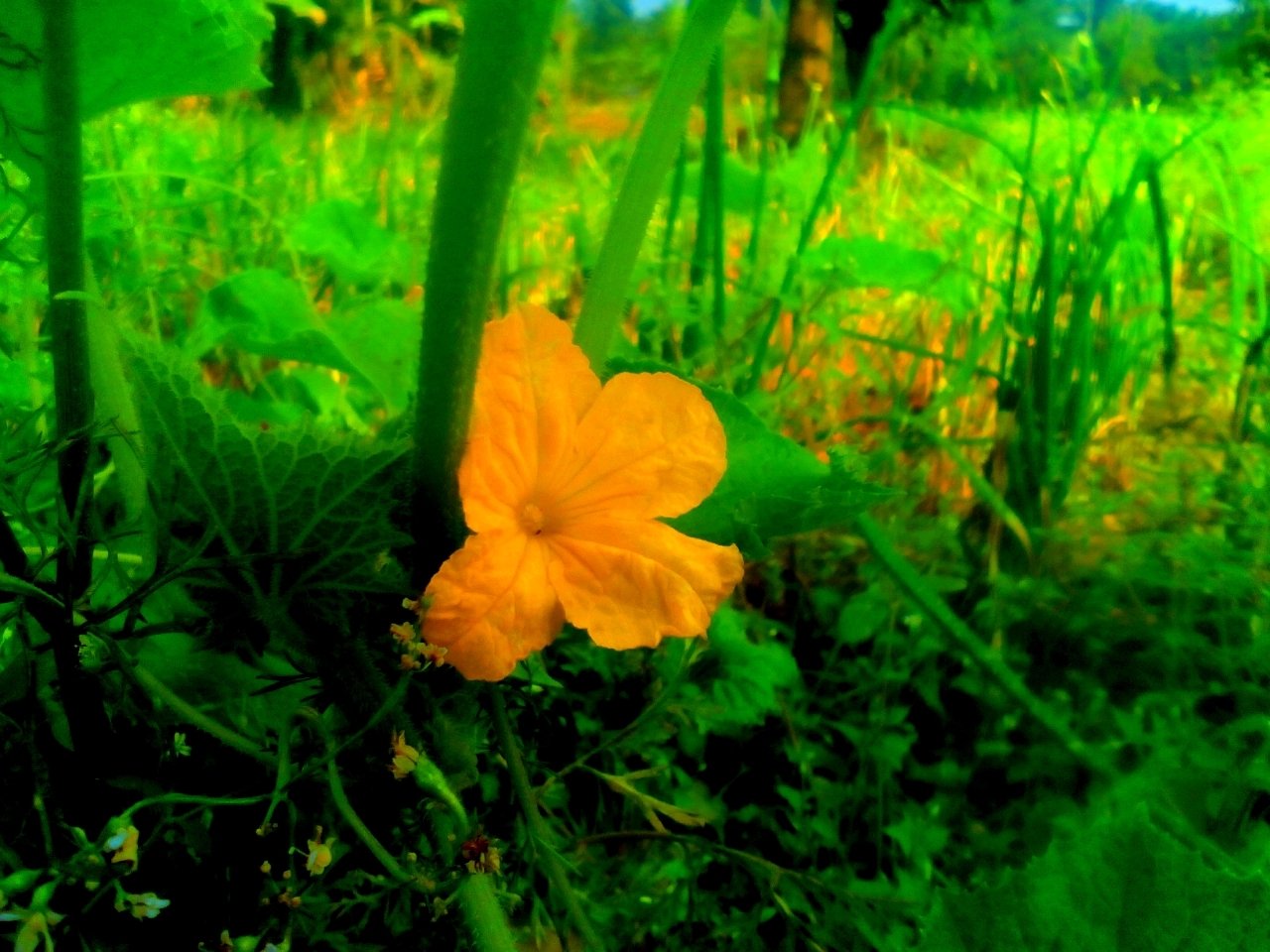  Vegetable flower.