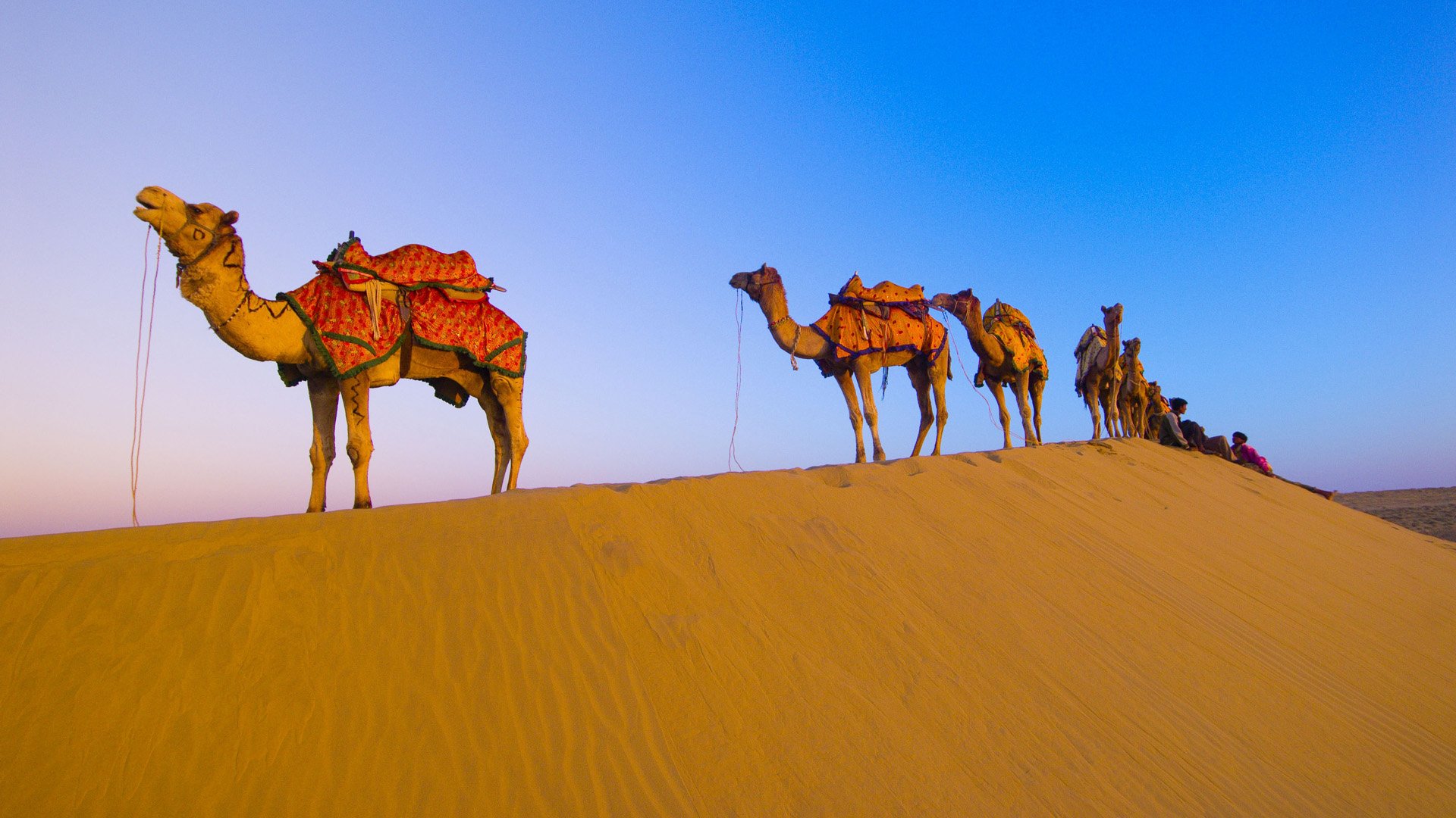 Download Animal Camel Image