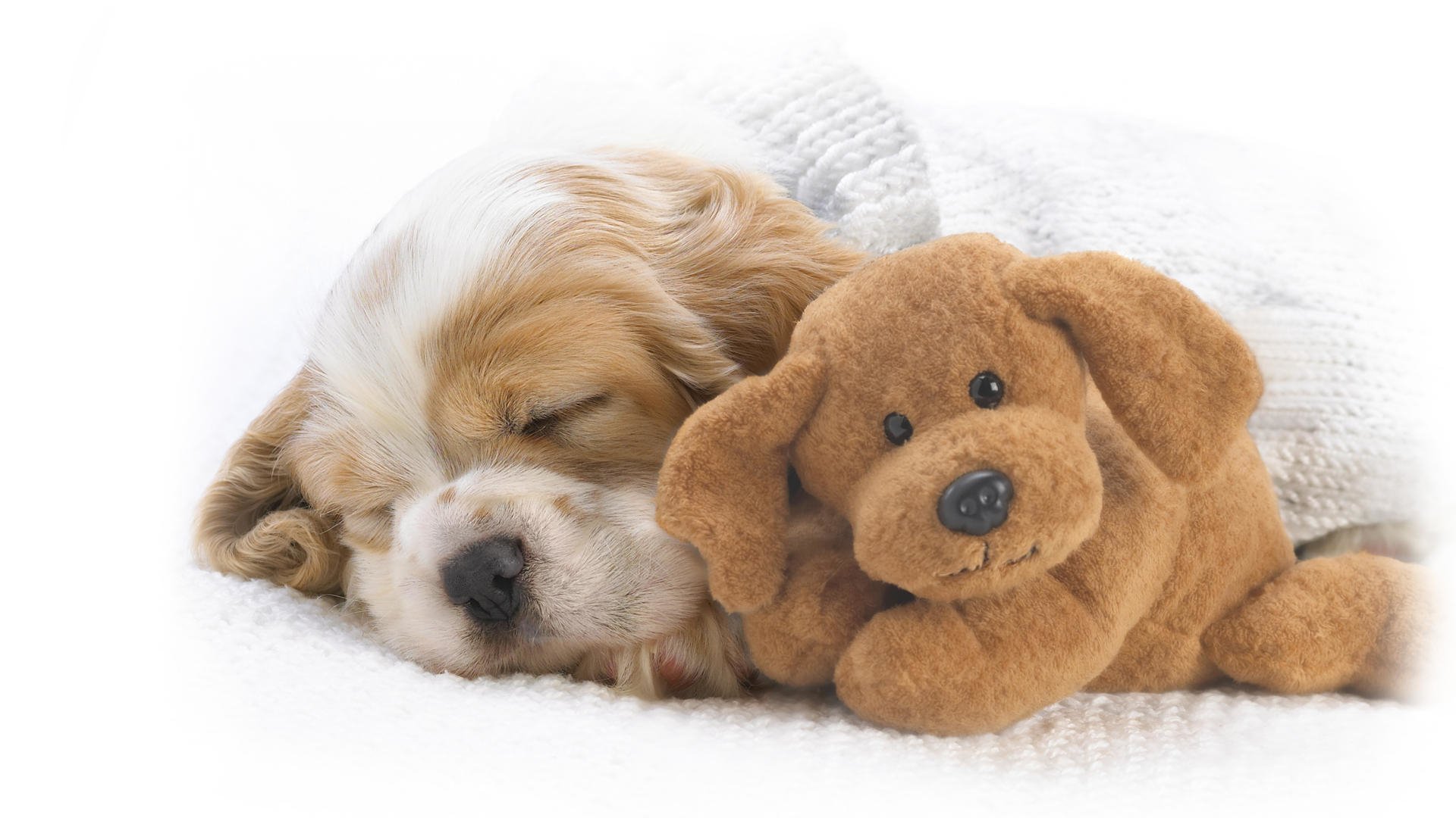 Sleeping Puppy with Stuffed Animal Image ID 297770 Image Abyss