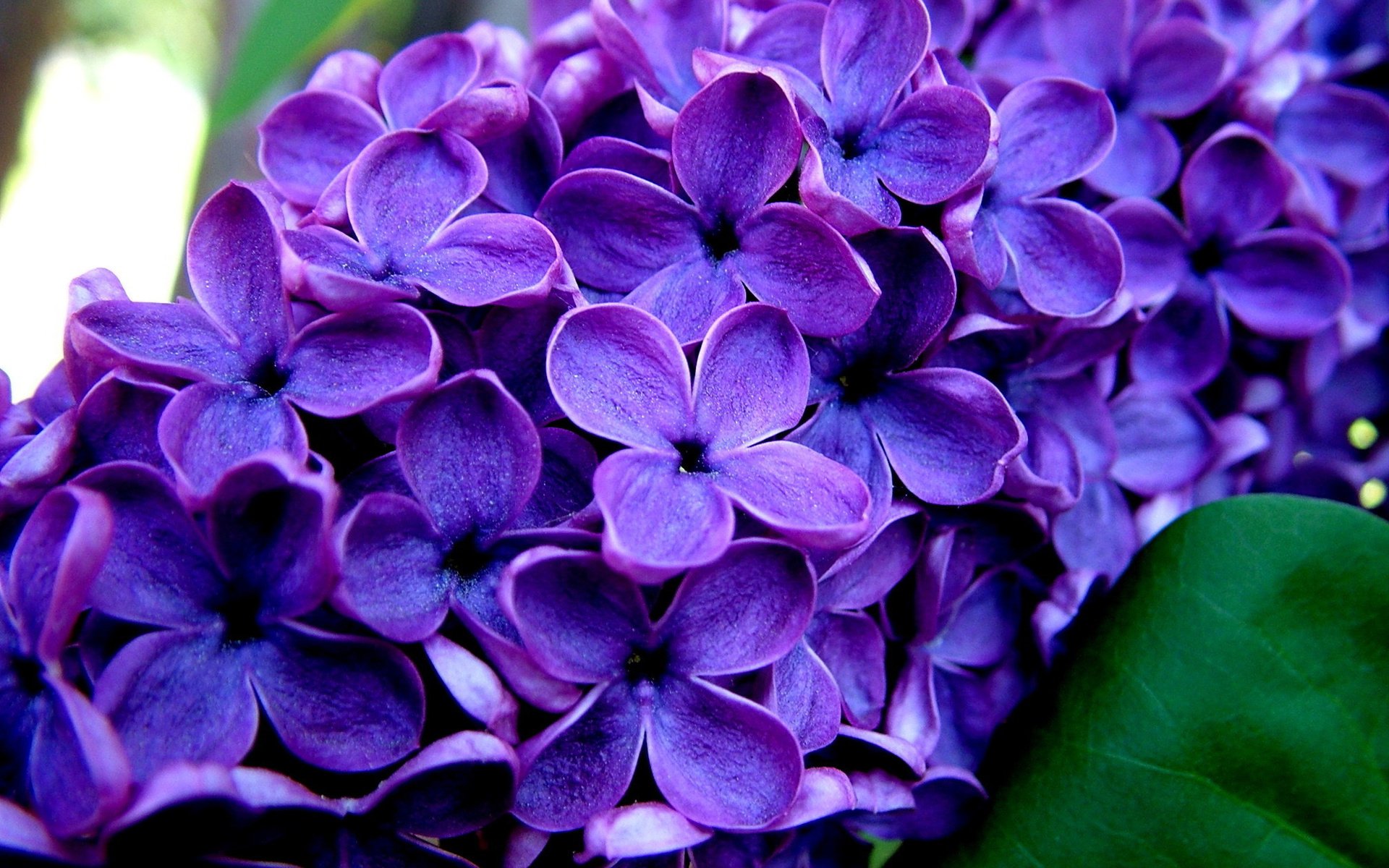 Download Purple Flower Flower Nature Lilac Image