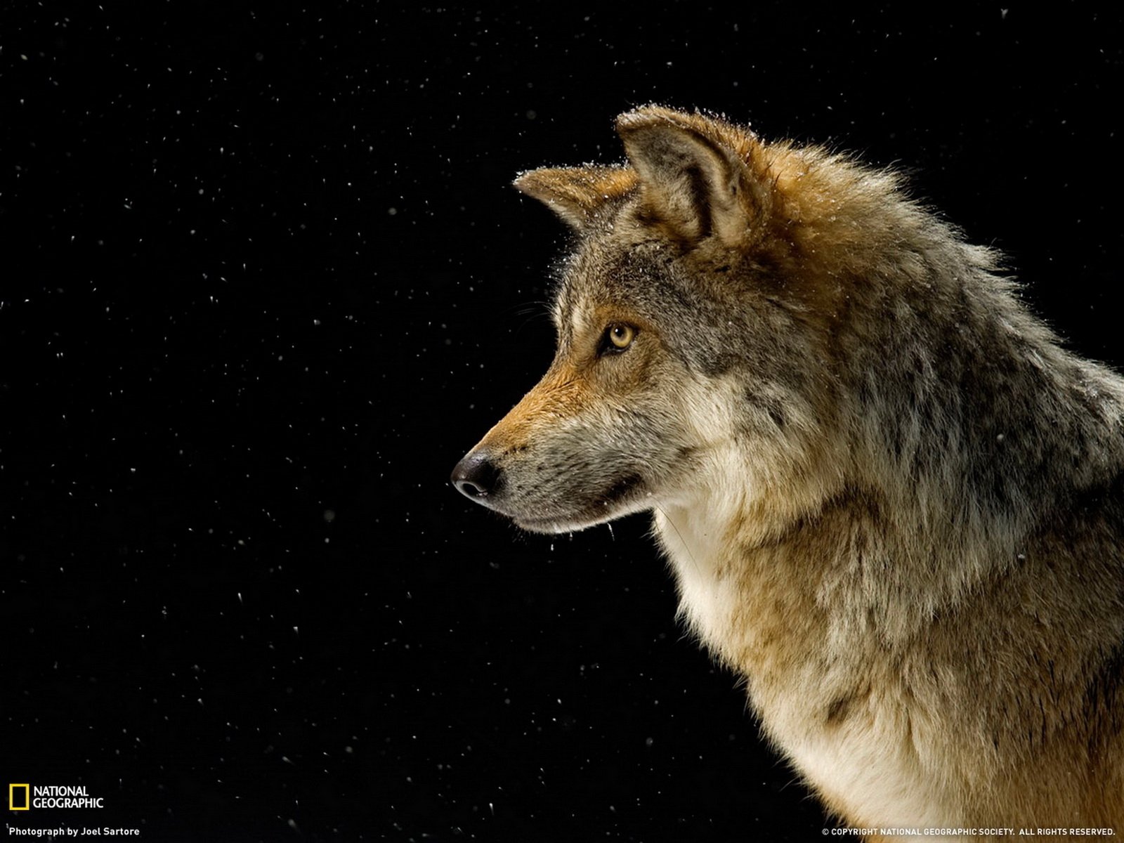  Mexican Gray Wolf by Joel Sartore