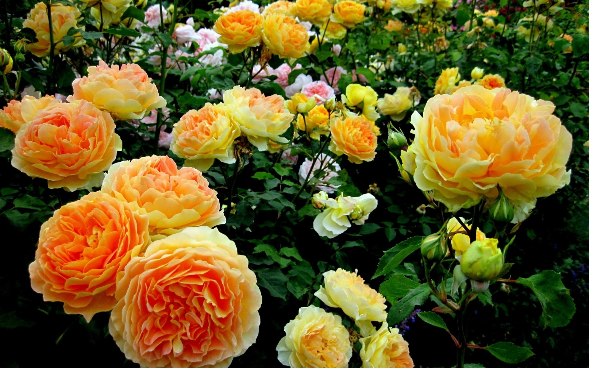 Rose Bush Image - ID: 297864 - Image Abyss